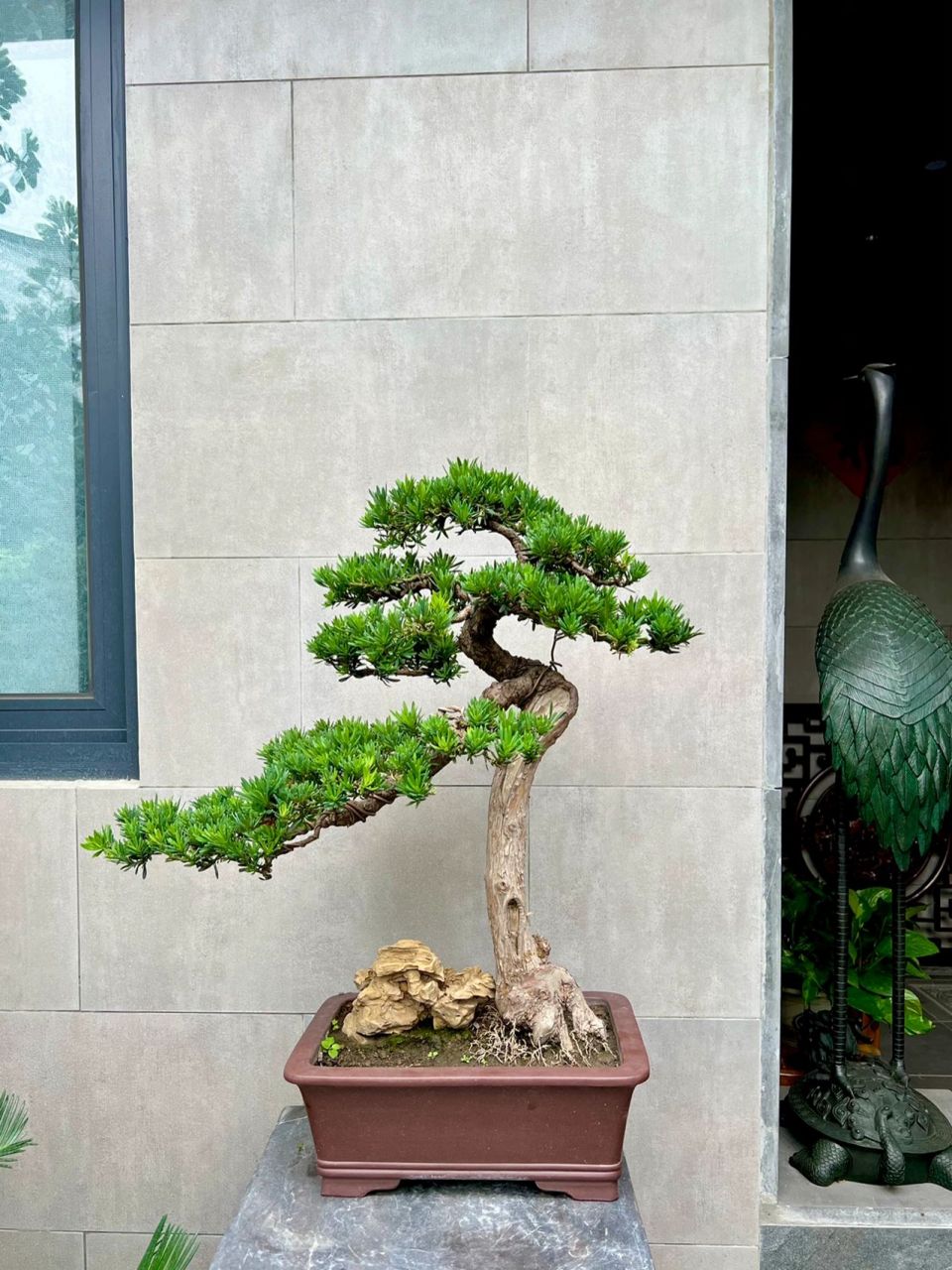 罗汉松盆景 罗汉松养护: 1,养殖罗汉松最好是用土质松散,排水能力佳的