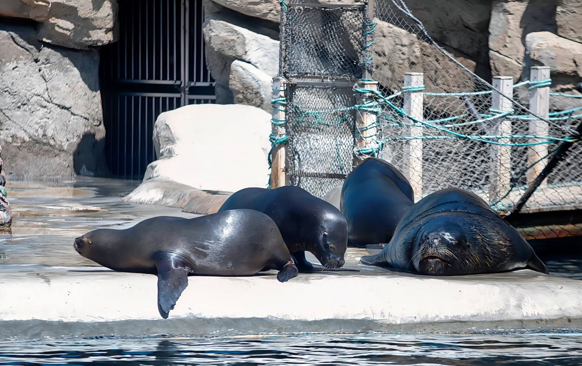 大连老虎滩海洋极地馆游玩攻略 一,门票价格 大连老虎滩海洋极地馆的