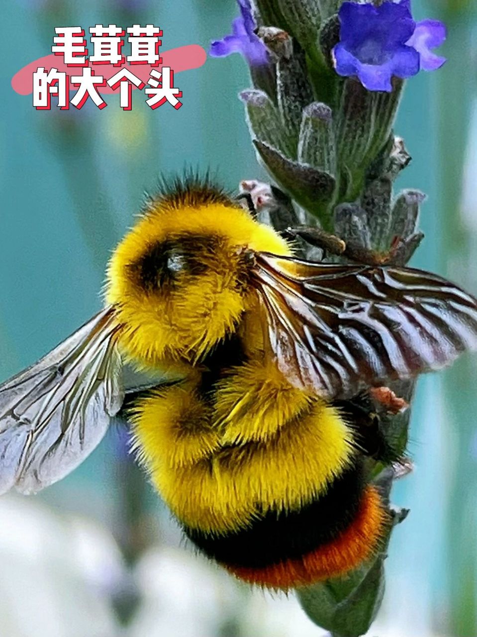 中大型蜜蜂 熊蜂 熊蜂(bombus spp.