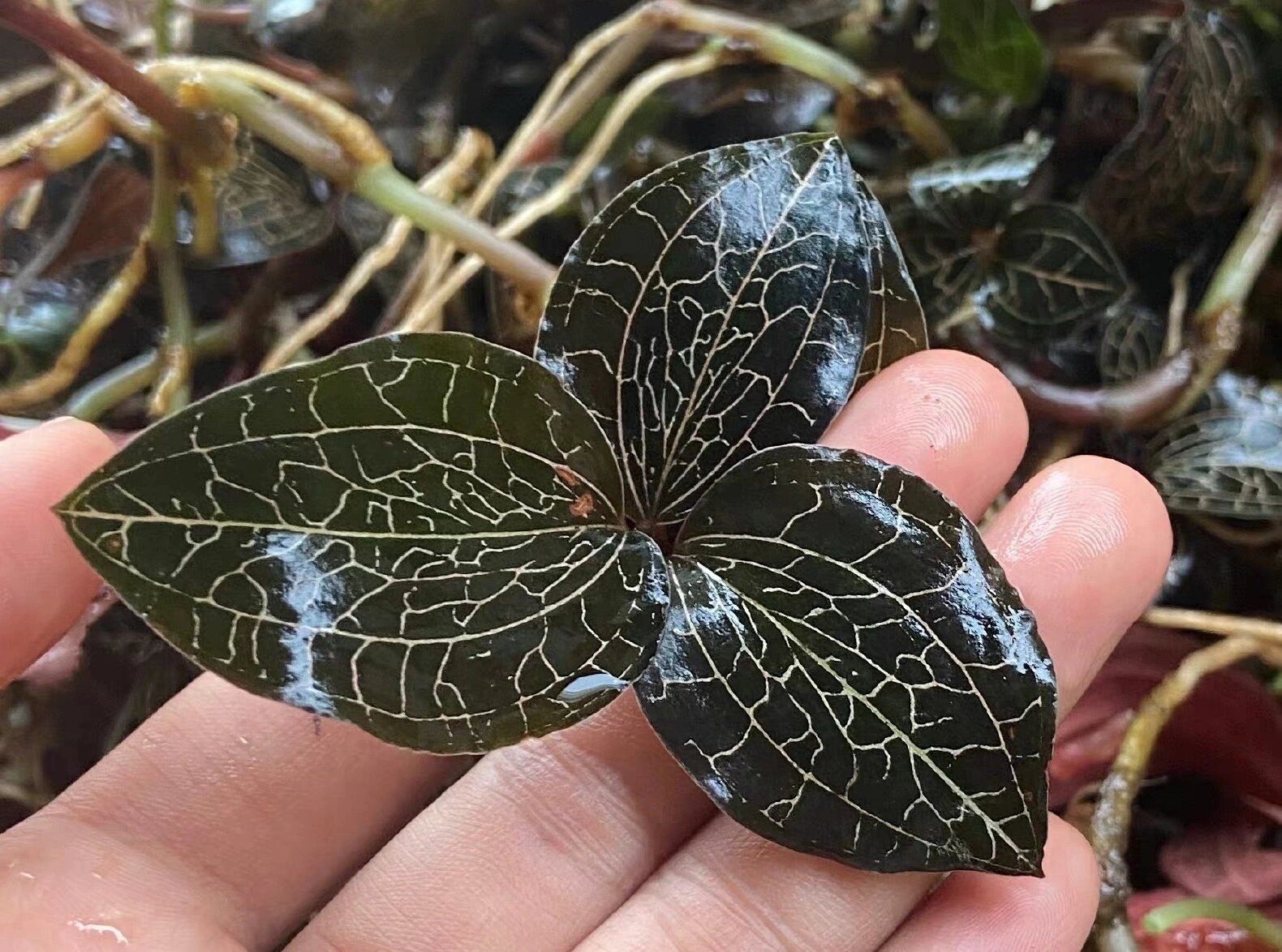 金线莲的确是儿科良药,原因是:没有任何毒副作用;口感很好,最关键的