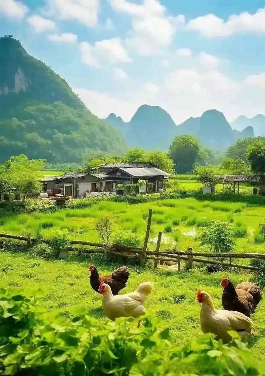 美的乡村,青山绿水,白墙黛瓦,鸡鸭成群.