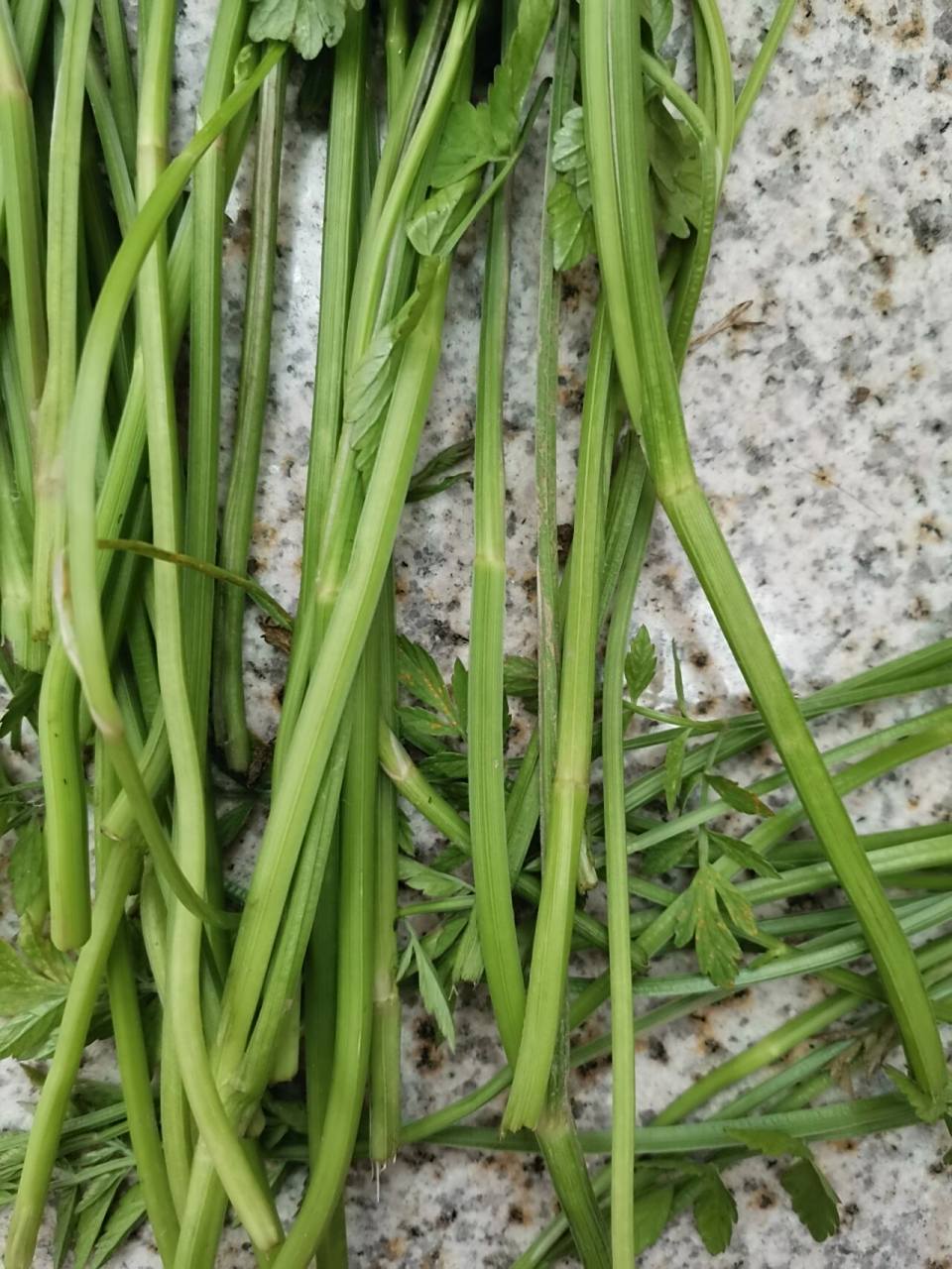 这个是水芹菜还是毒芹菜? 在网上看了半天,还是不太认识,在线等.