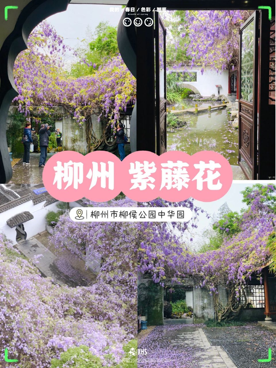 柳州紫藤花山庄简介图片