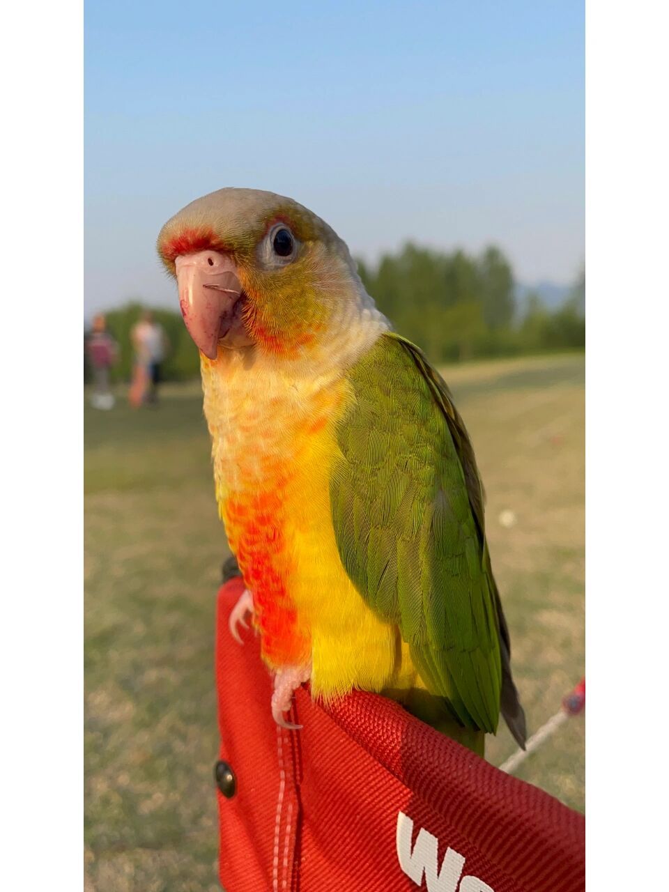 小太阳鹦鹉凤梨 有懂的人吗?帮忙看看小太阳鹦鹉凤梨的趴度!