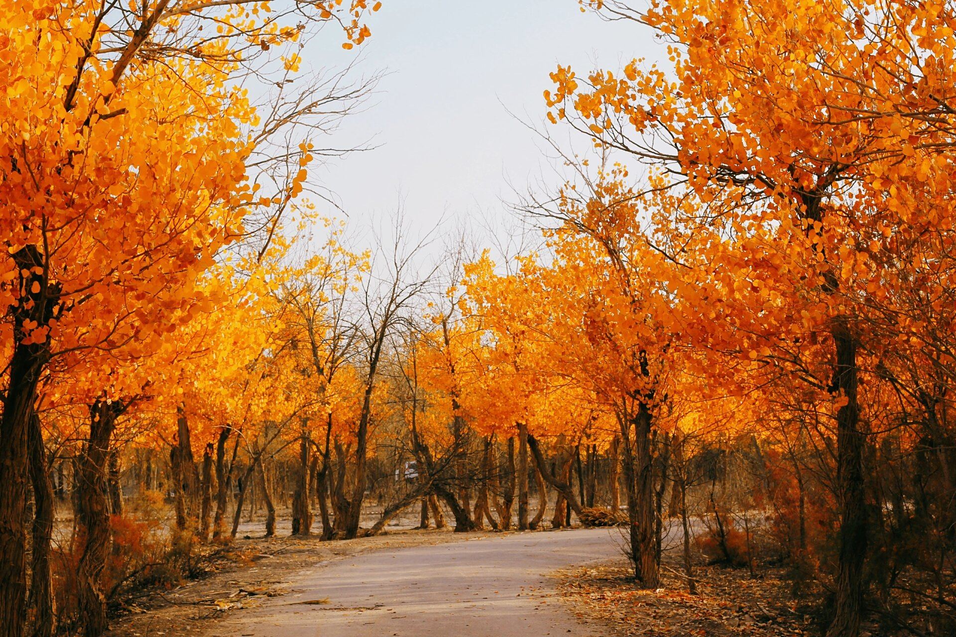 地点:图木舒克市金胡杨镇 胡杨村 来疆第六年,第一次看秋日胡杨,太绝