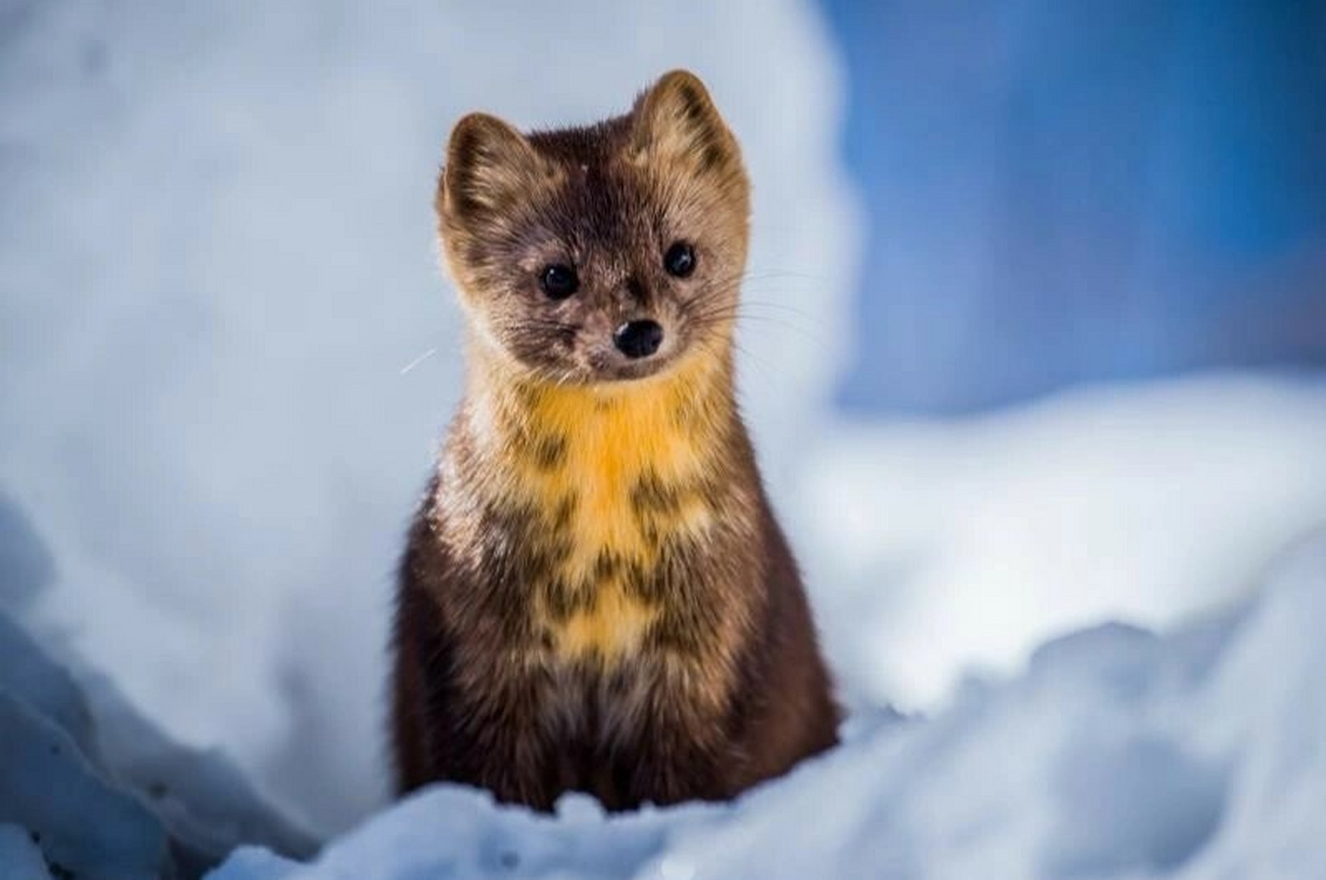 紫貂丨食肉目鼬科貂属动物05 969696 紫貂分布于中国,芬兰