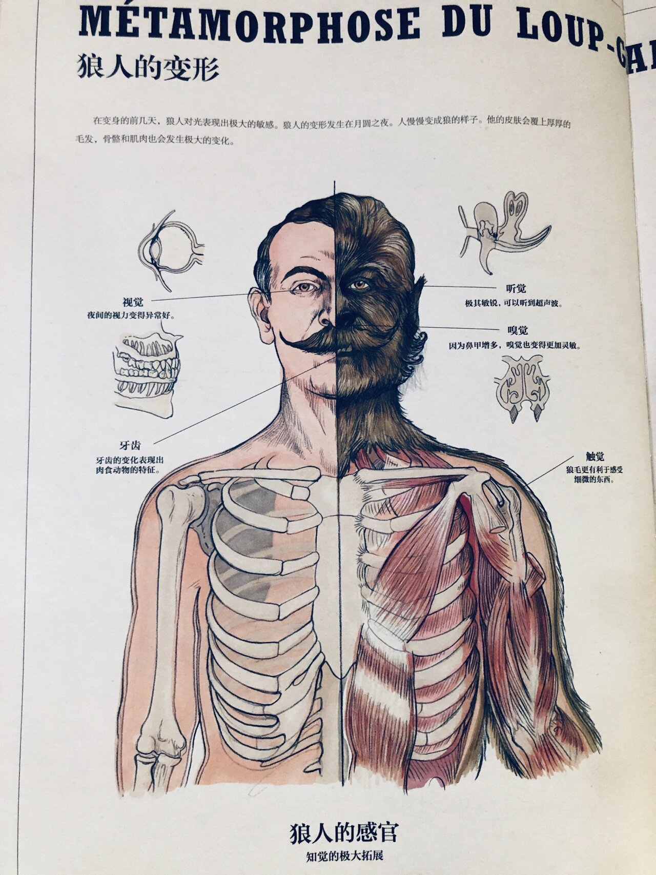 超自然变形动物图鉴