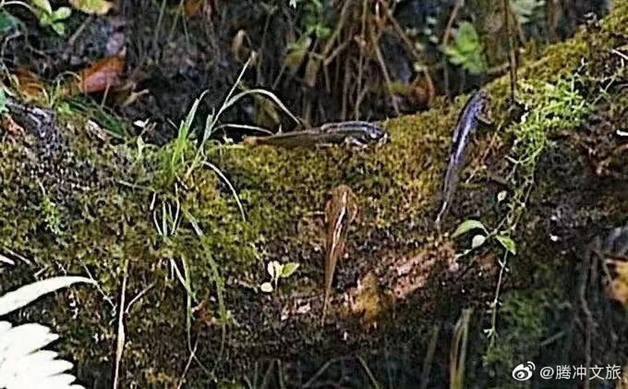 在腾冲槟榔江,有一种鱼儿叫上树鱼,每遇雨季,它们用腹部的吸盘,爬到江
