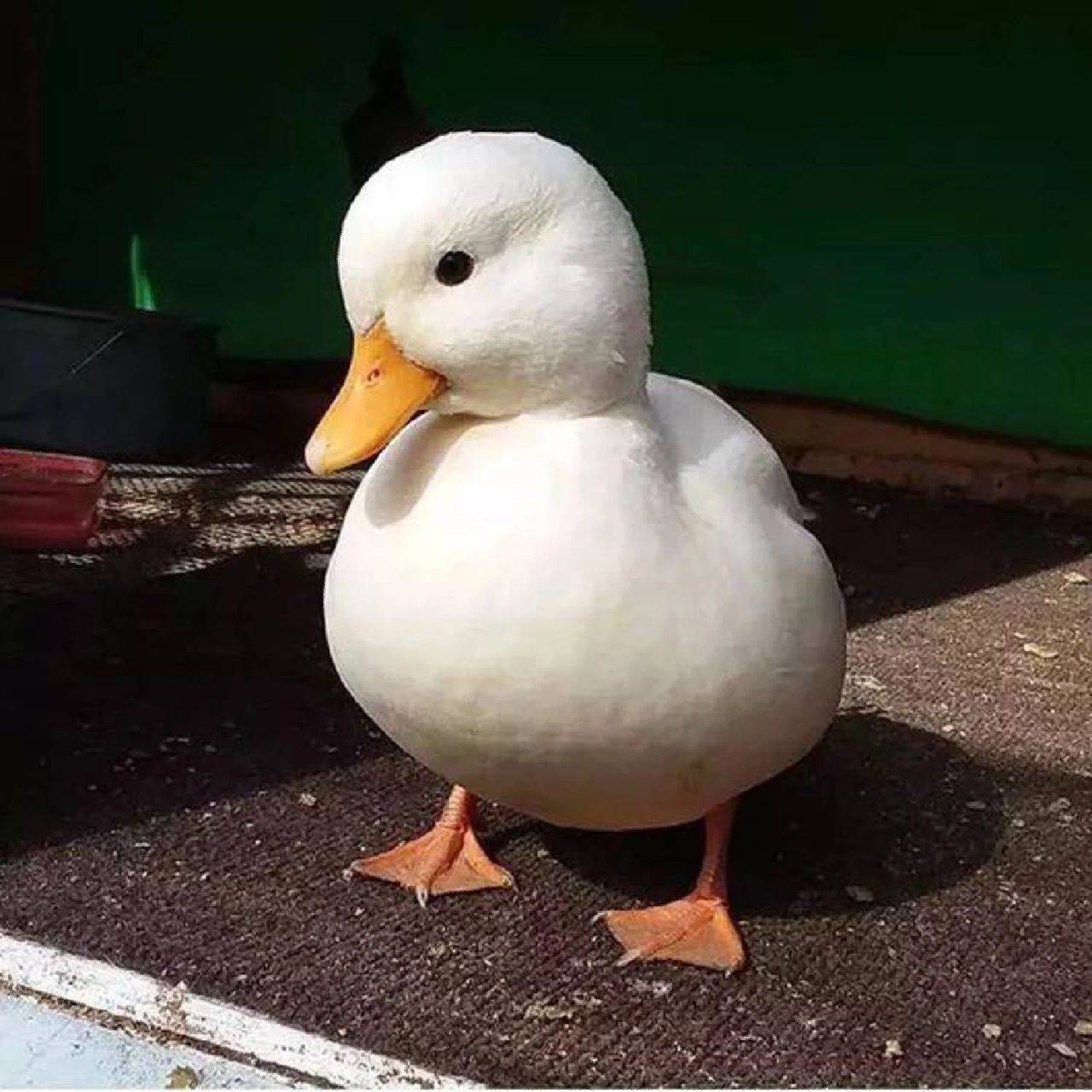 柯尔鸭(call duck),别名小叫鸭,是最小 柯尔鸭(call duck),别名小叫鸭