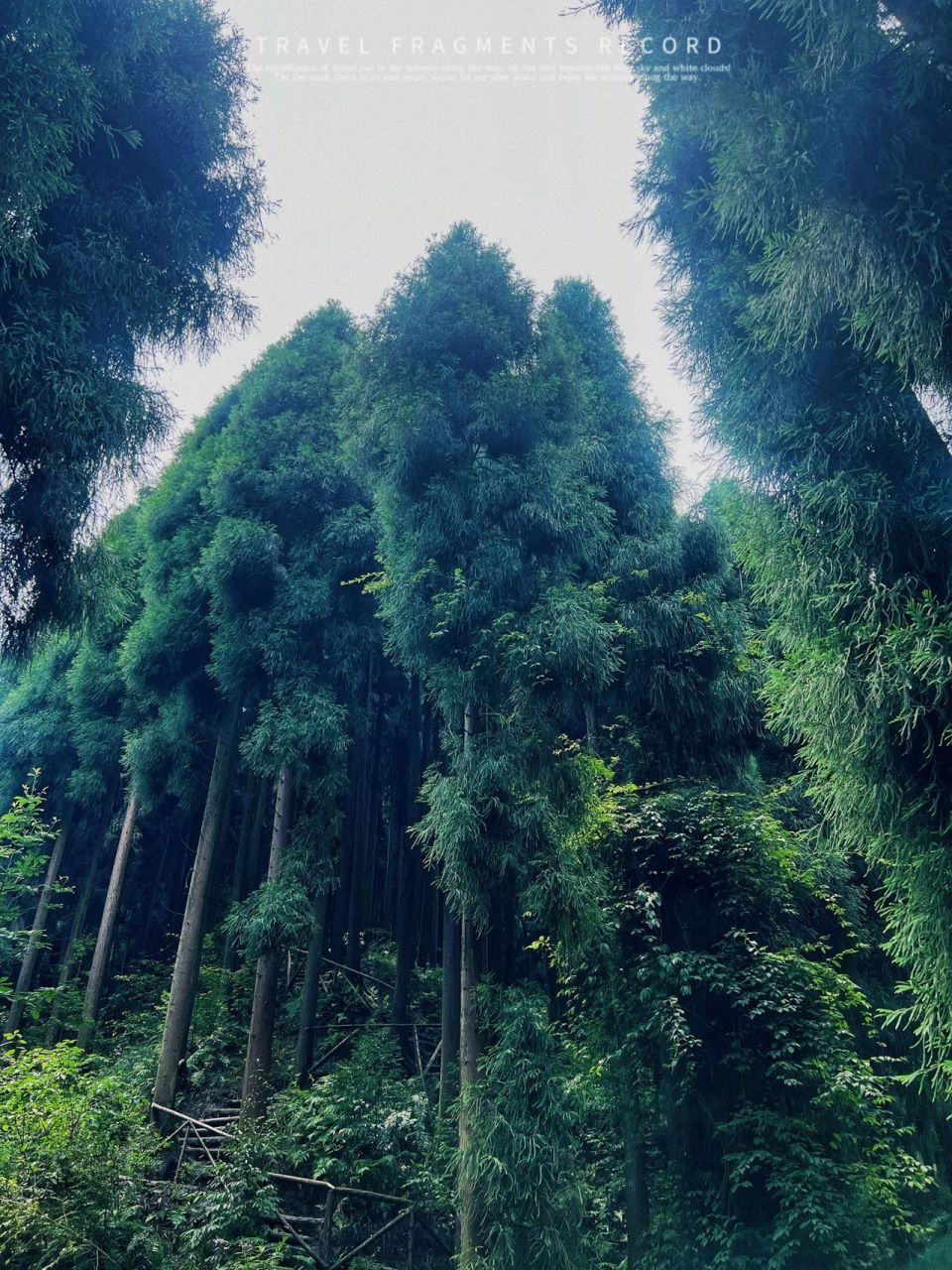 彭州·中坝森林攻略 位于彭州市的中坝村,道路非常狭窄,错车是一件