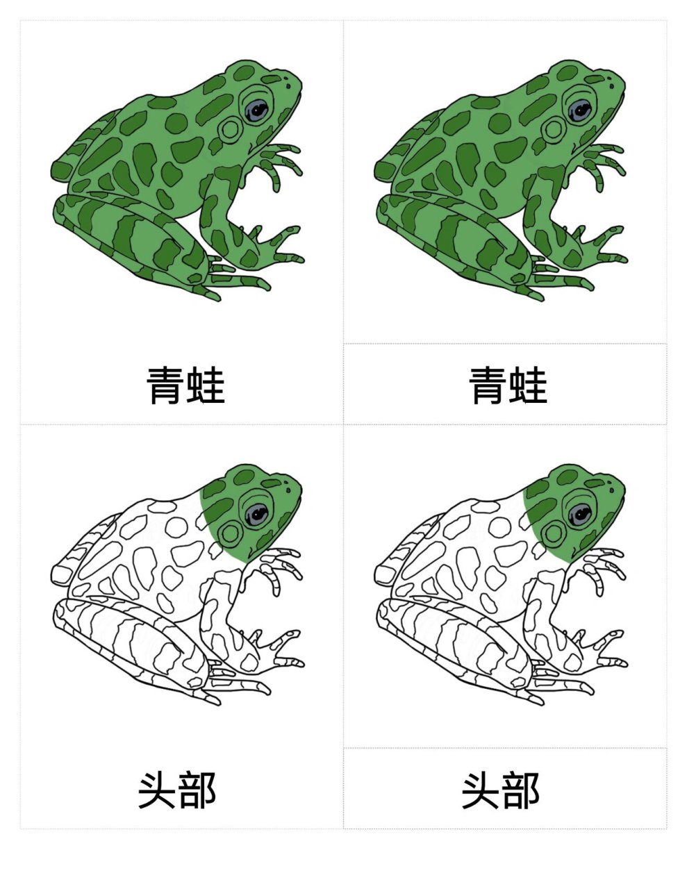 蒙特梭利"青蛙身体部位三段卡" 78完整版可直接打印使用