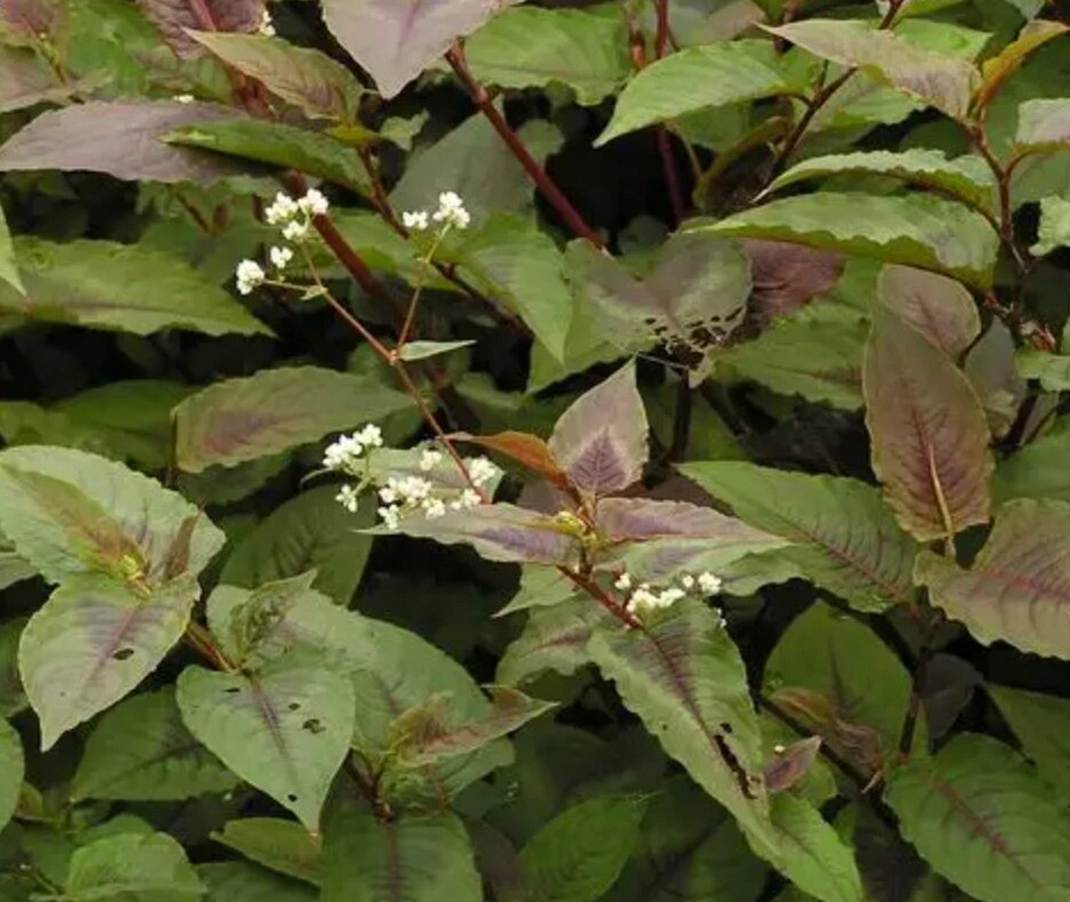 识花|赤胫散 9797赤胫散,赤胫散,又名散血草.