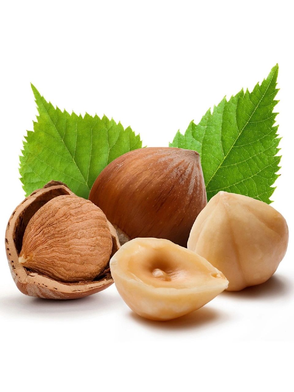 绘画素材:坚果干货合集