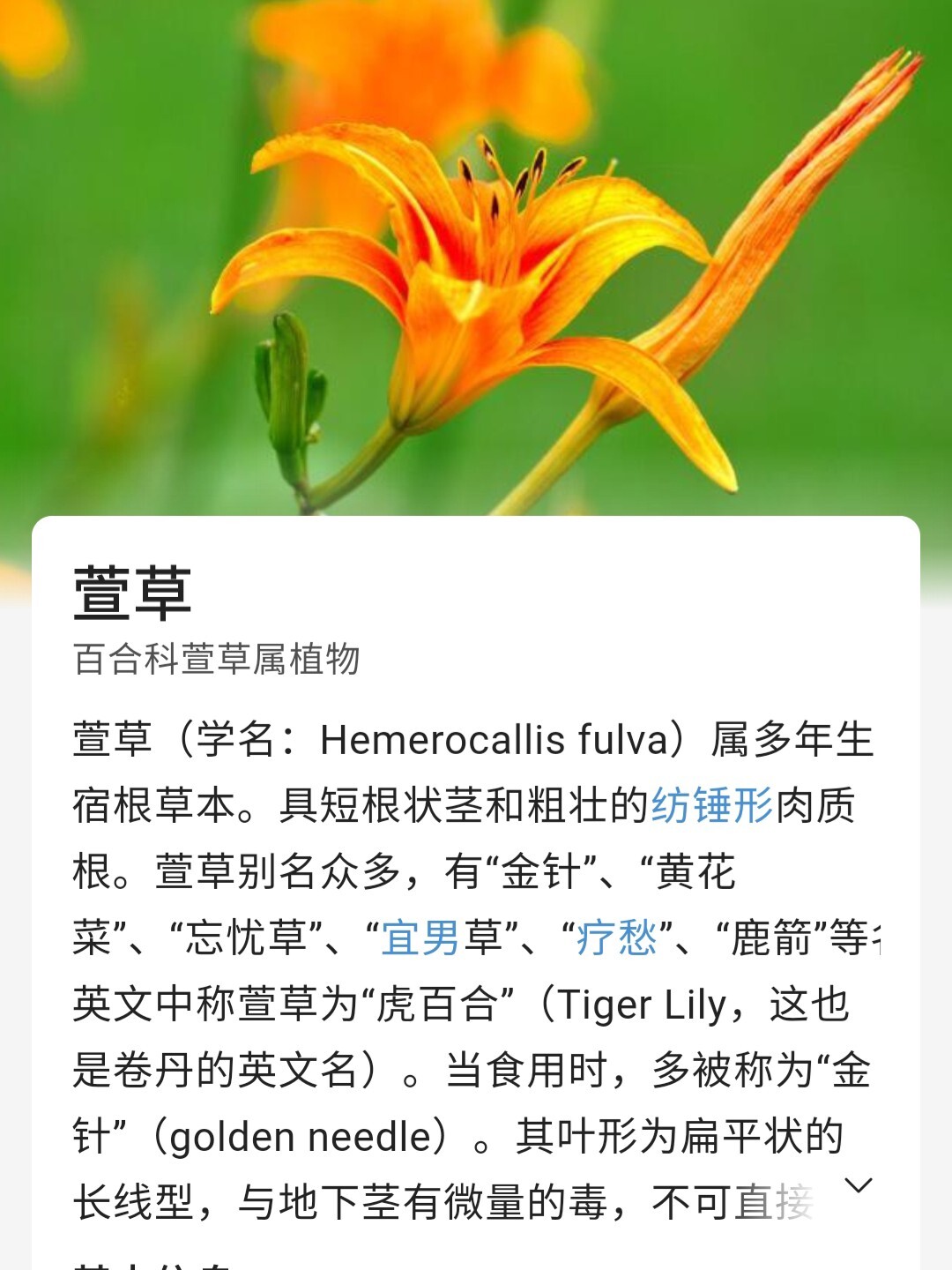 很喜欢电影里面的一首歌,〈萱草花〉,特地去百度了花的照片以及花语