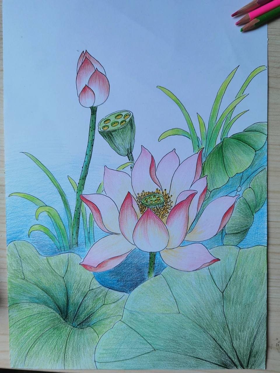 彩铅荷花池,好看吗 教孩子们画彩铅画,最出效果之一就是荷花啦!