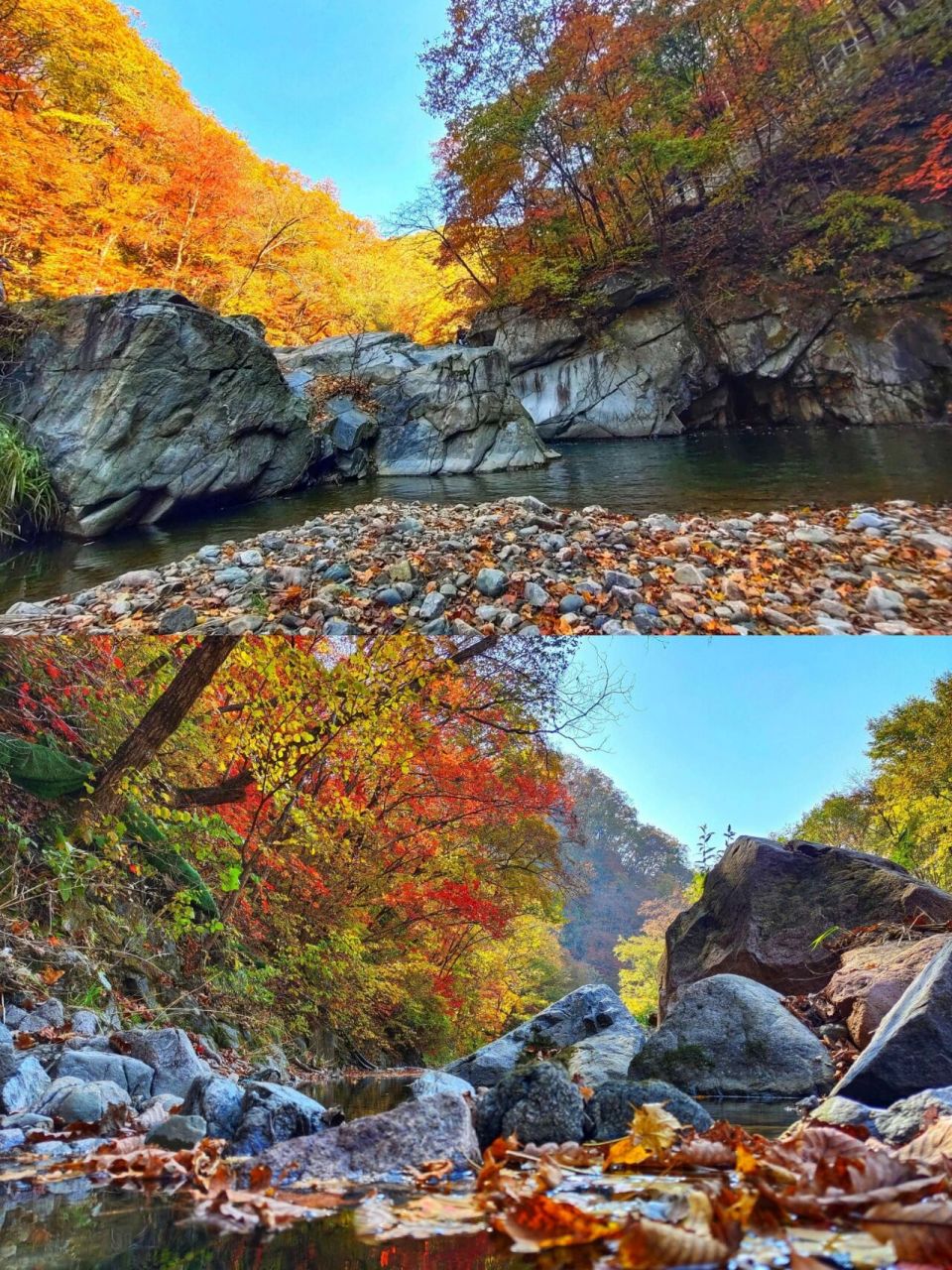 漫山红叶丨辽宁抚顺—清原筐子沟森林公园.