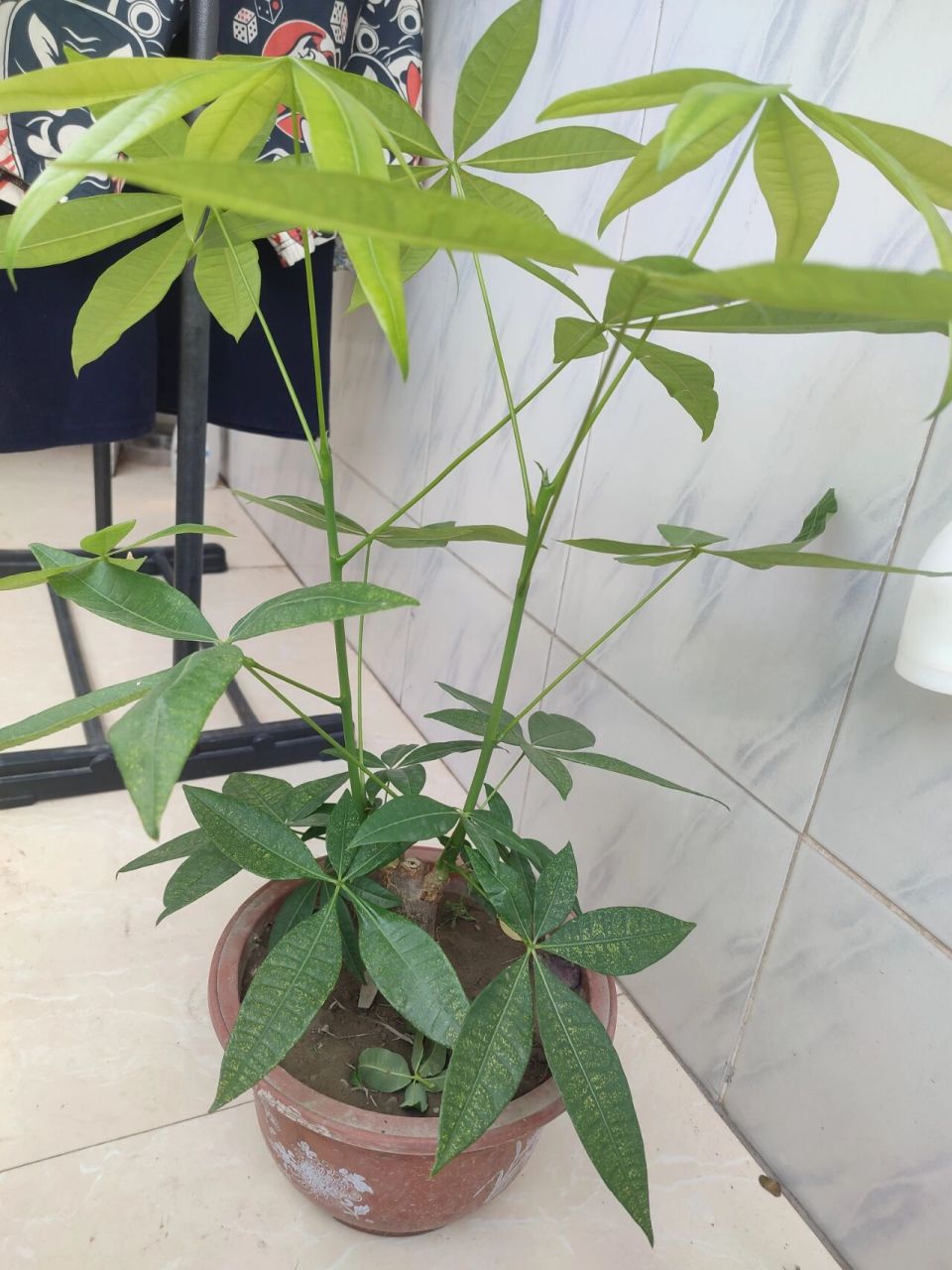 发财树徒长,怎么修剪 请各位花友帮帮忙,我这棵发财树徒长叶子,我该