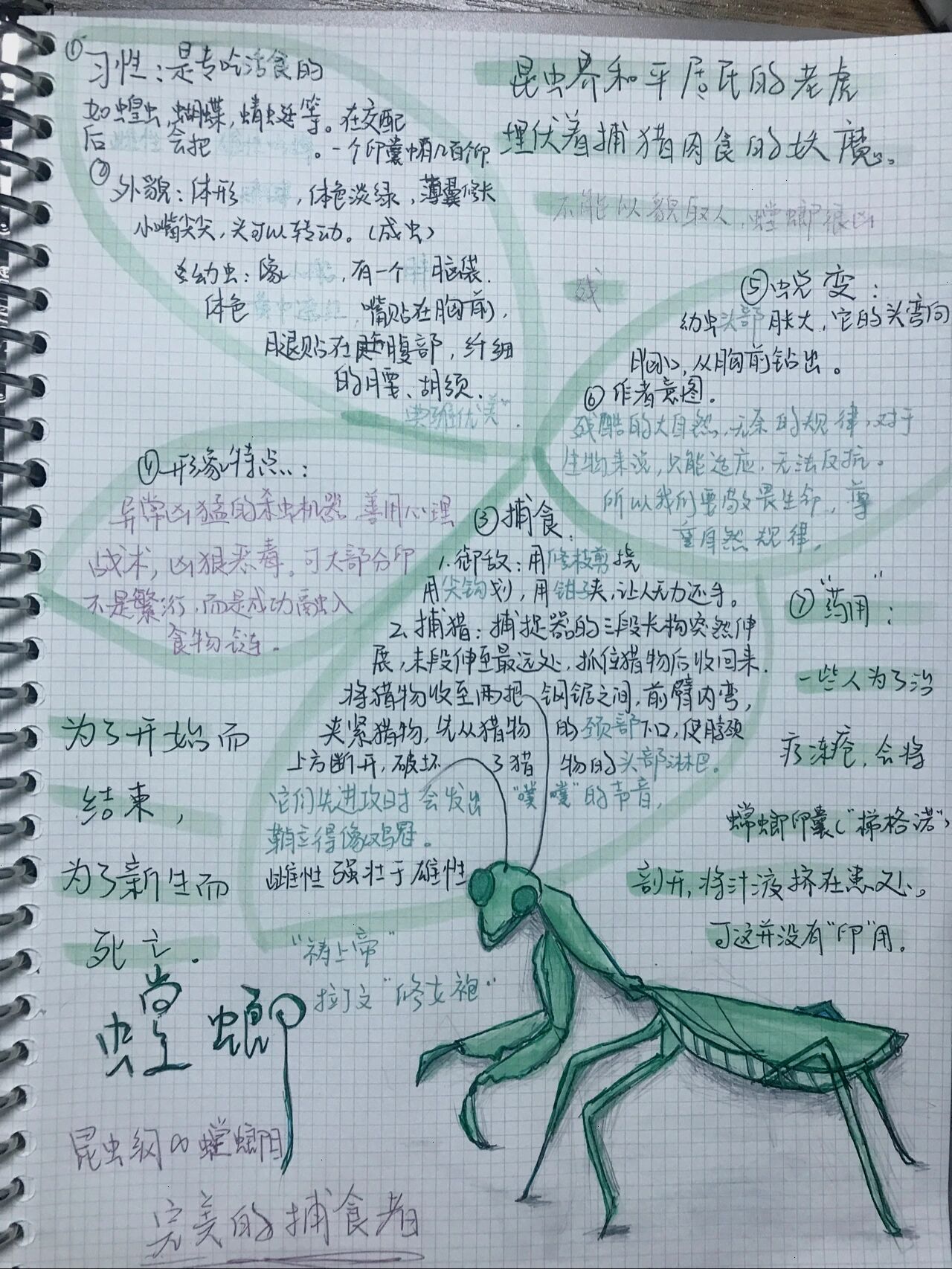 螳螂的思维导图怎么画图片