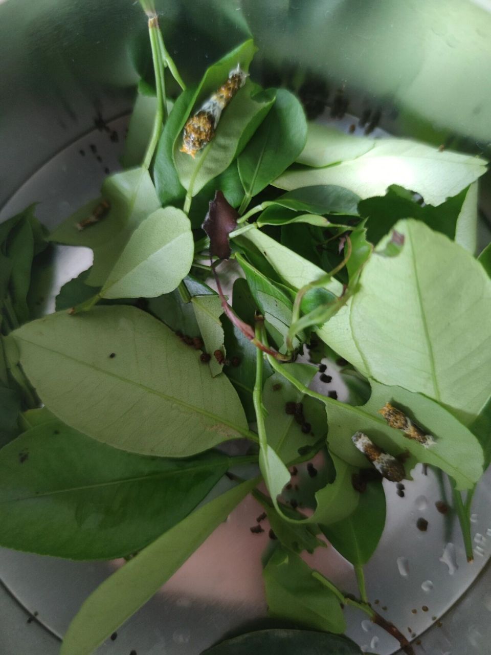 4只凤蝶幼虫 还不知道具体的品种 等化蝶了再看看