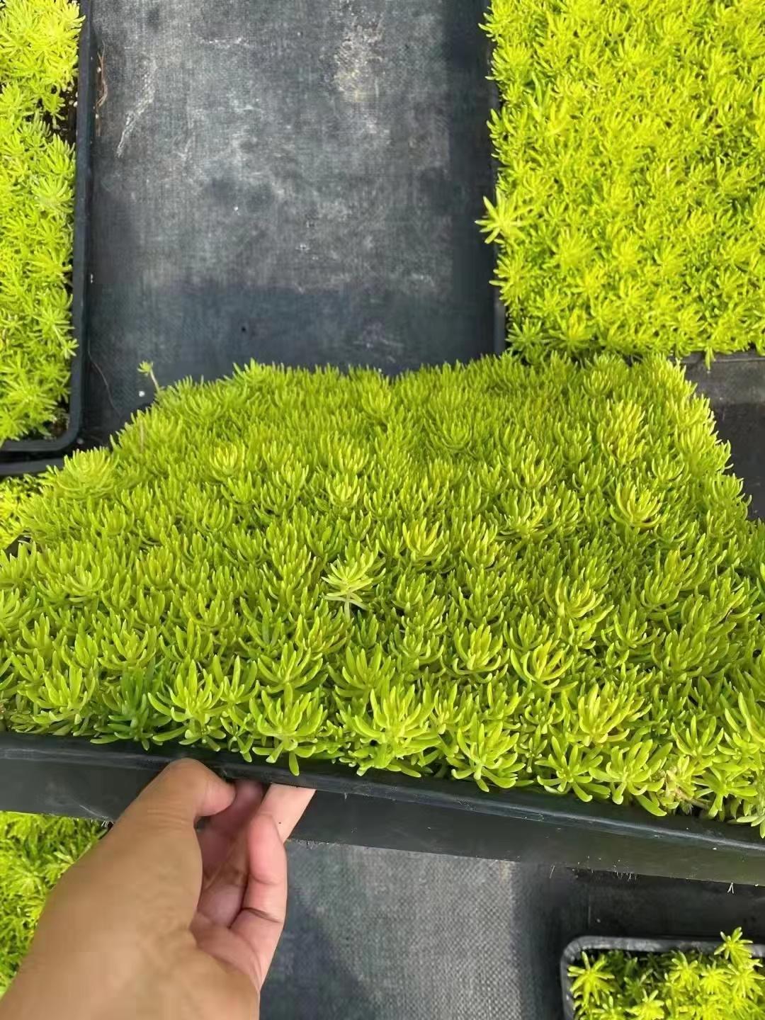 它的叶子呈对生和簇生状叶片呈披针形或卵圆形有光滑的边缘和深绿色