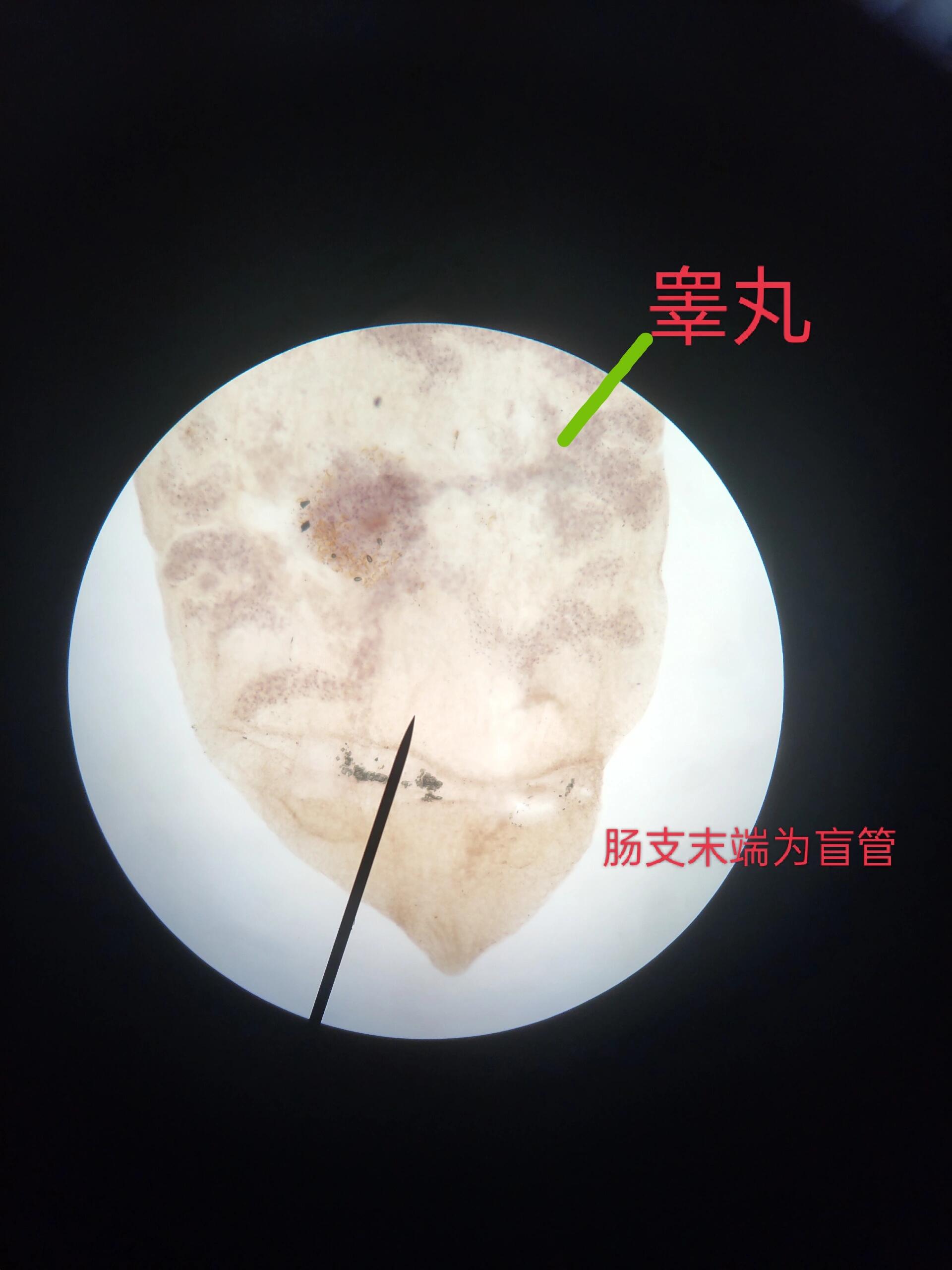华支睾吸虫成虫
