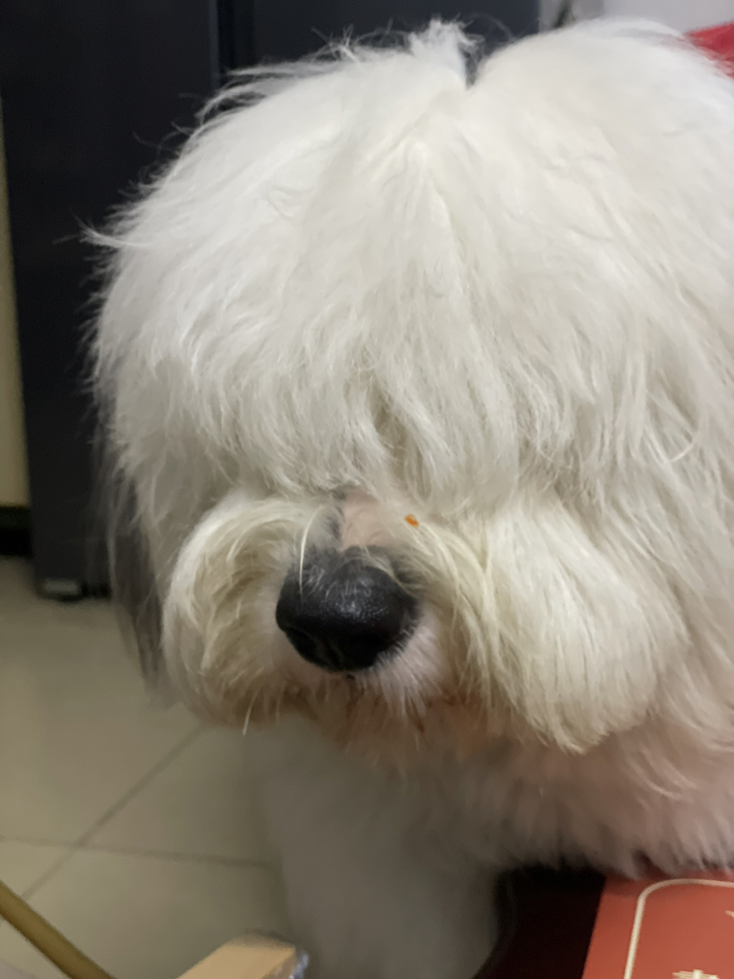古牧的颜值要从遮住眼睛开始0909 哎呀妈呀好可爱哦 	 担心它看不