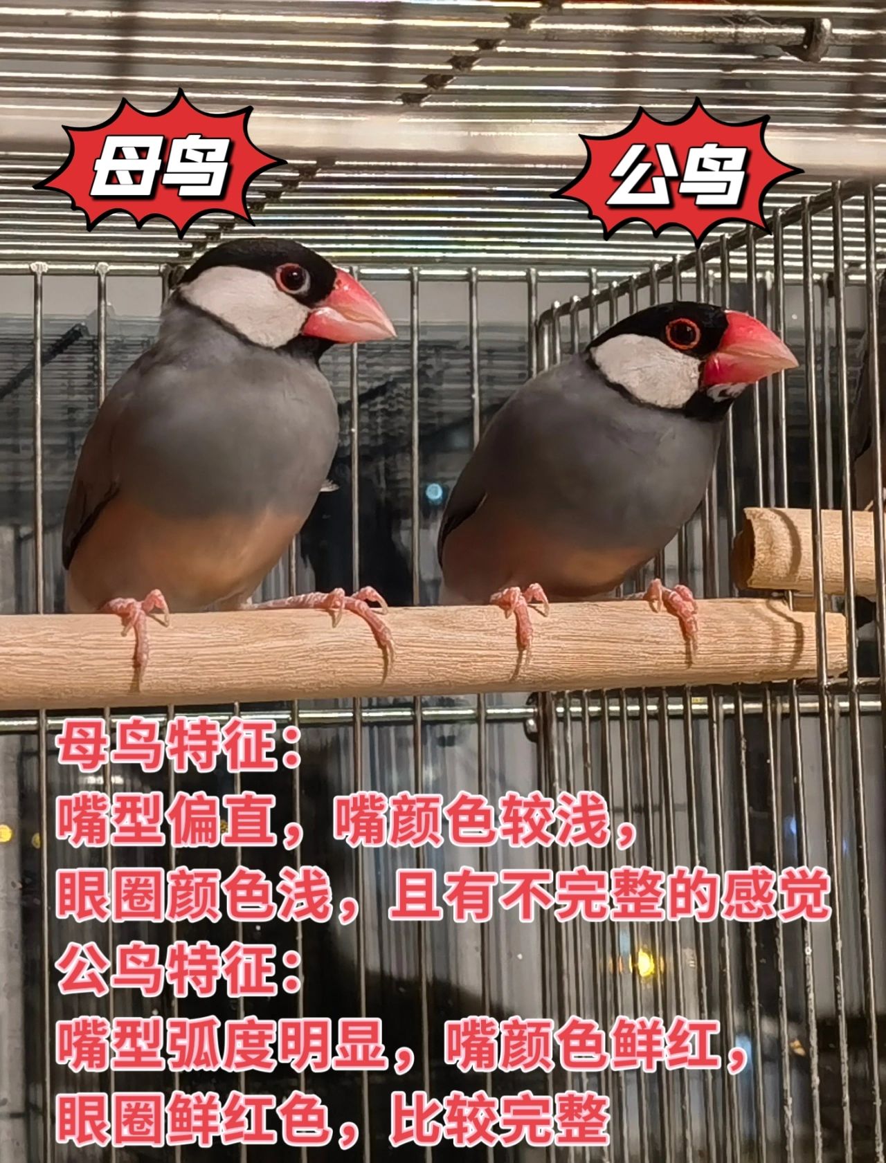 一,灰文鸟的优点 灰文鸟是文鸟里比较好养的品种,身体强壮,容易映雏