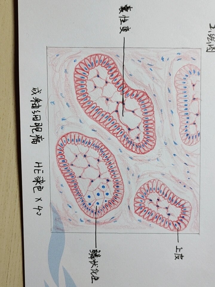 钟状期成釉器红蓝铅笔图片