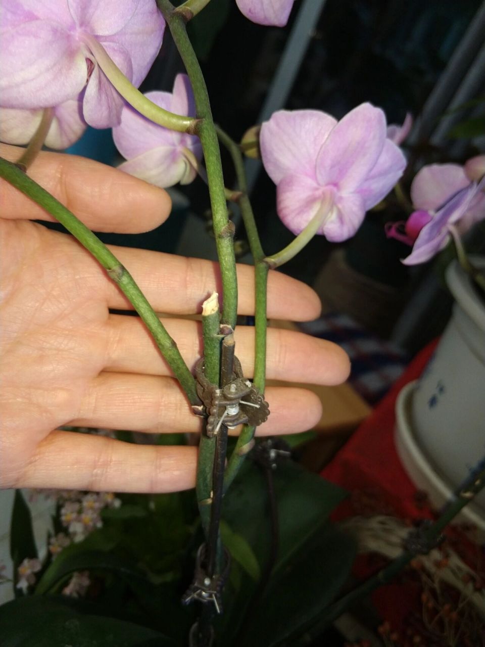 蝴蝶兰花后修剪三种方法,三种结局 1.