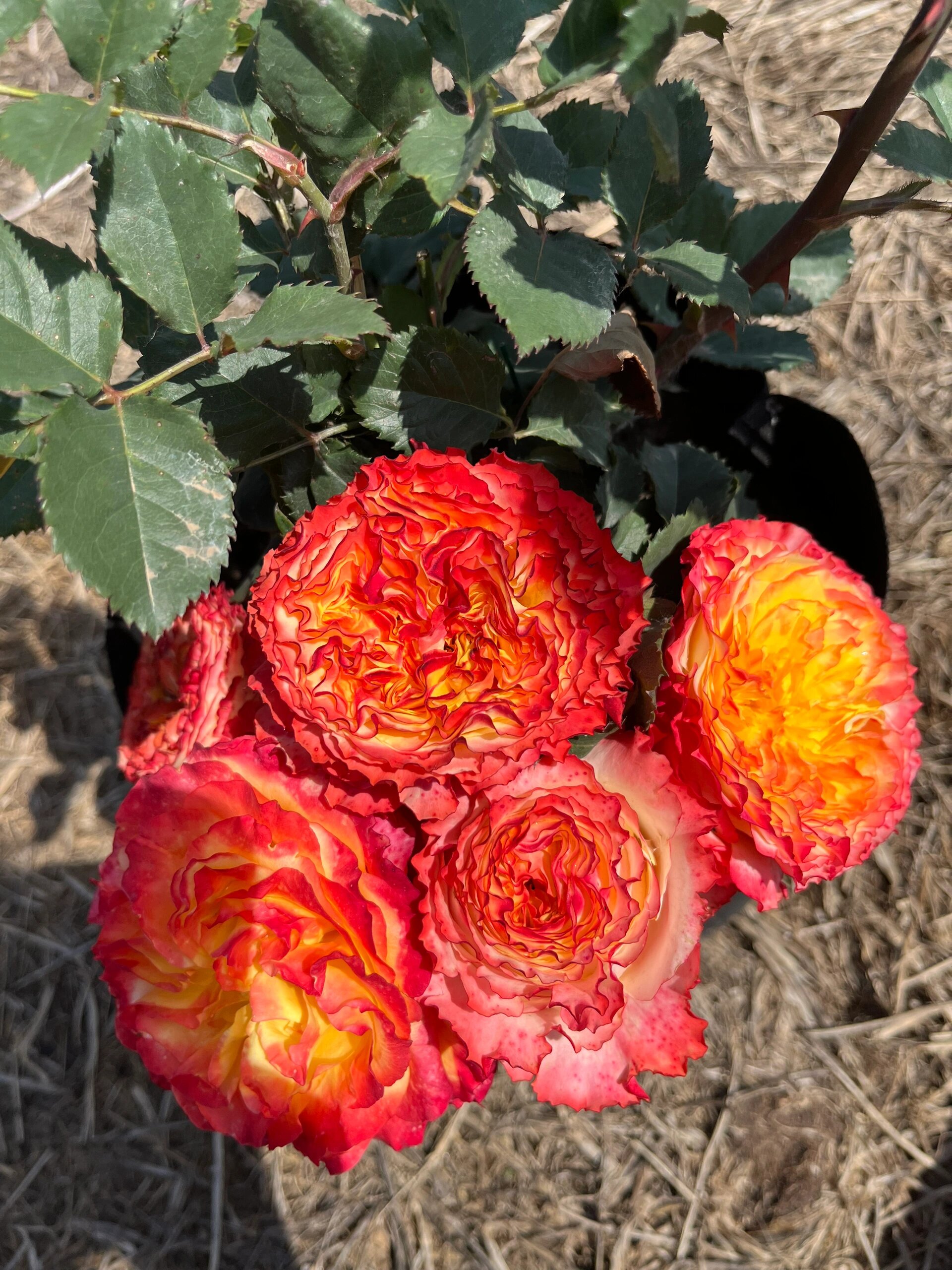 dfr138 月季/玫瑰 代号138 太能开了,波浪花瓣,层层叠叠的,花大颜色也