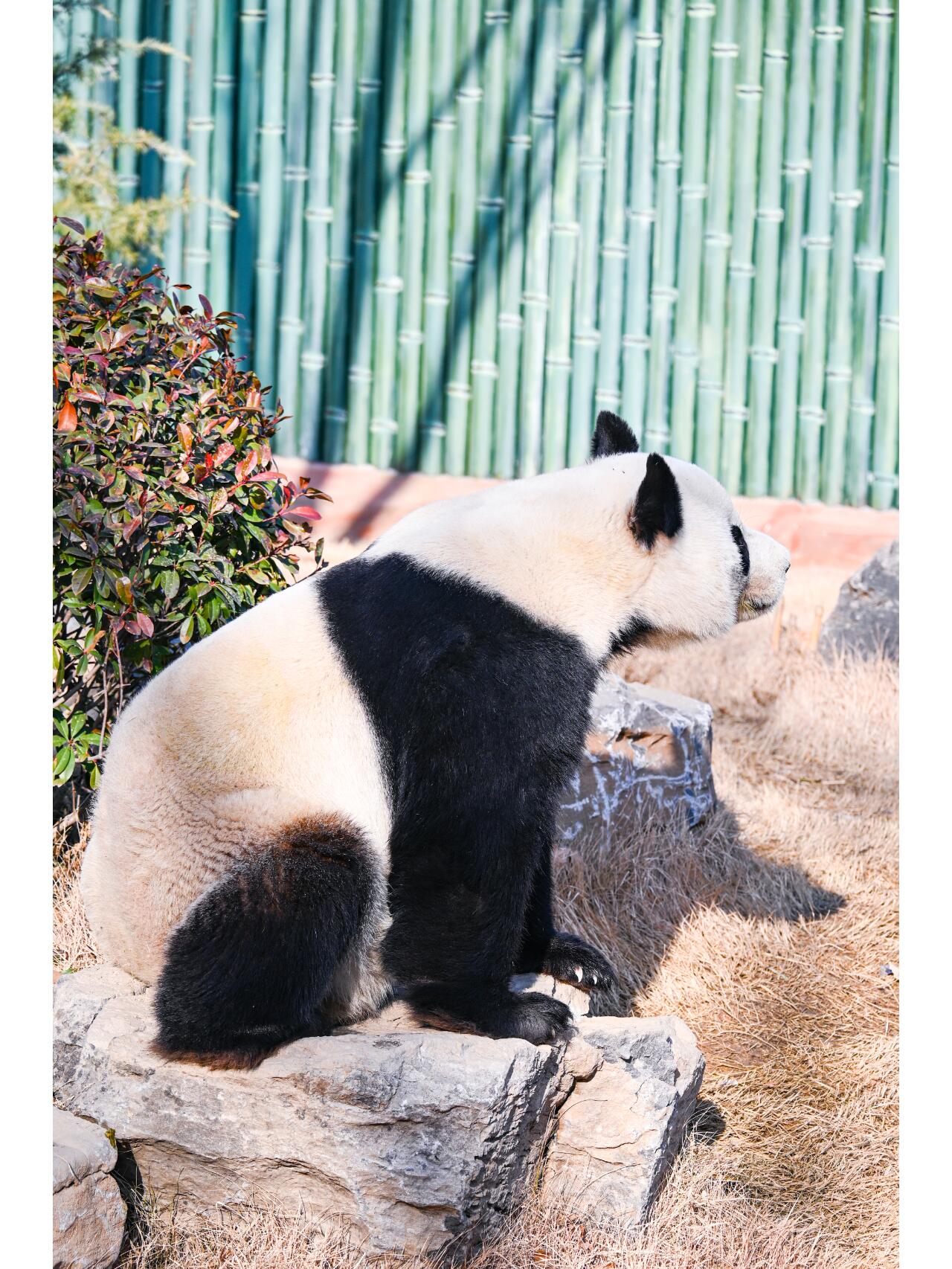 济南动物园大熊猫94雅吉华奥真的超超可爱