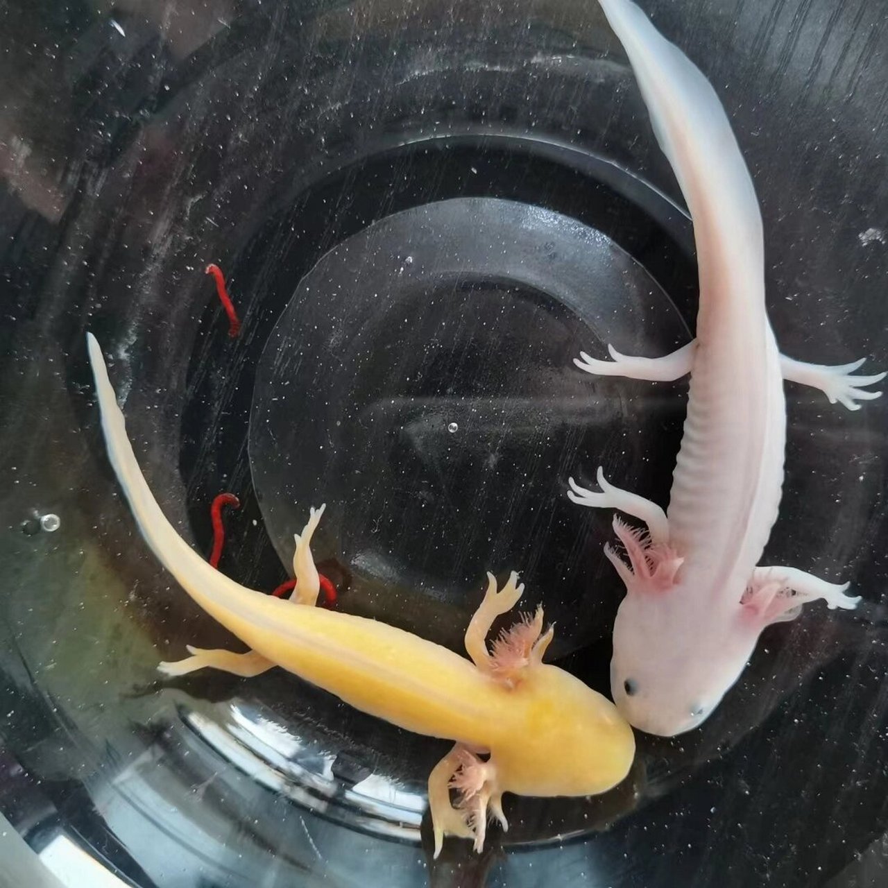 我的小六角龙鱼 养的小恐龙鱼死了一条01