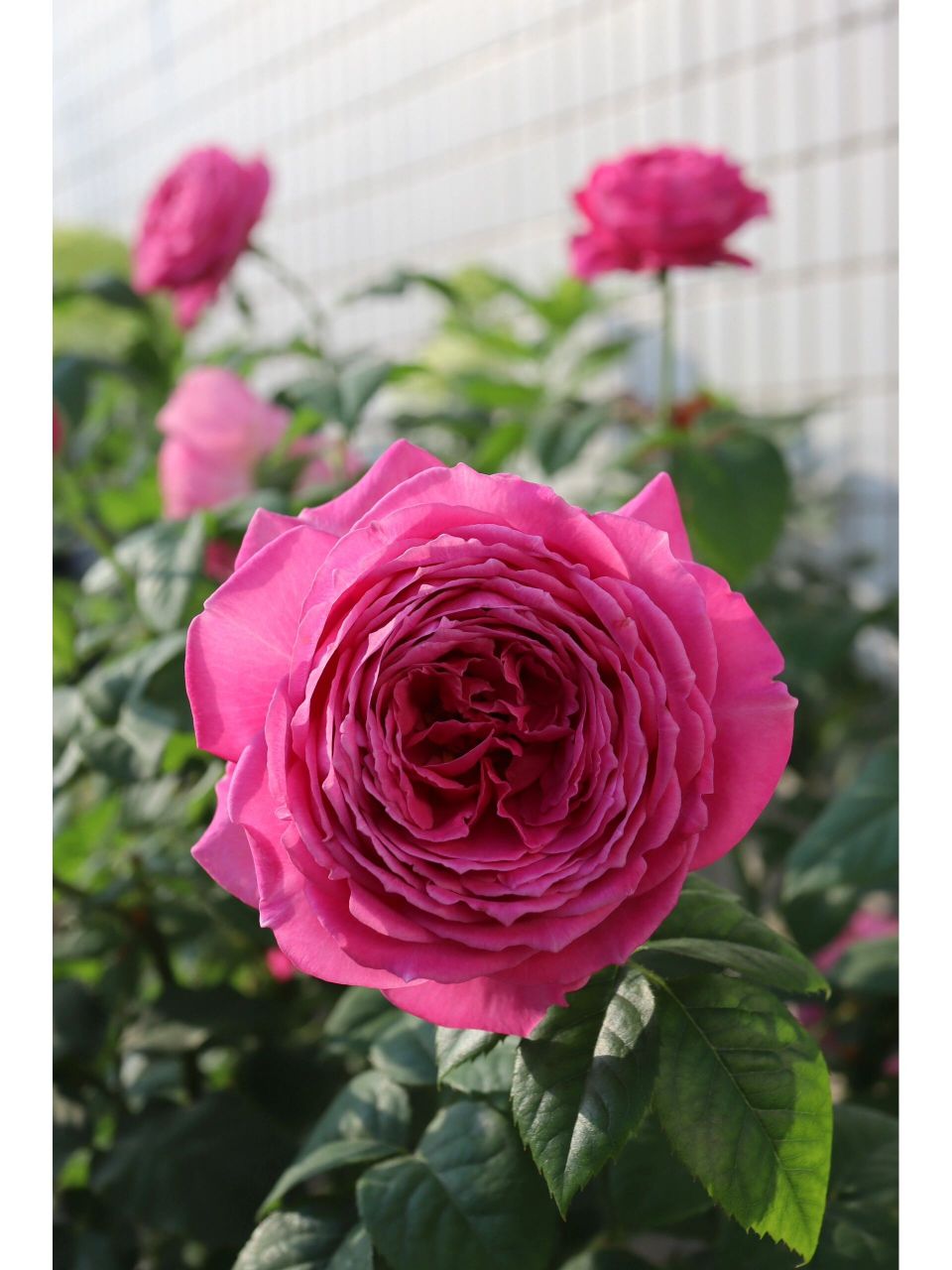 怀旧优雅月季 耐热月季推荐 怀旧优雅,耐热 耐高温 耐晒.