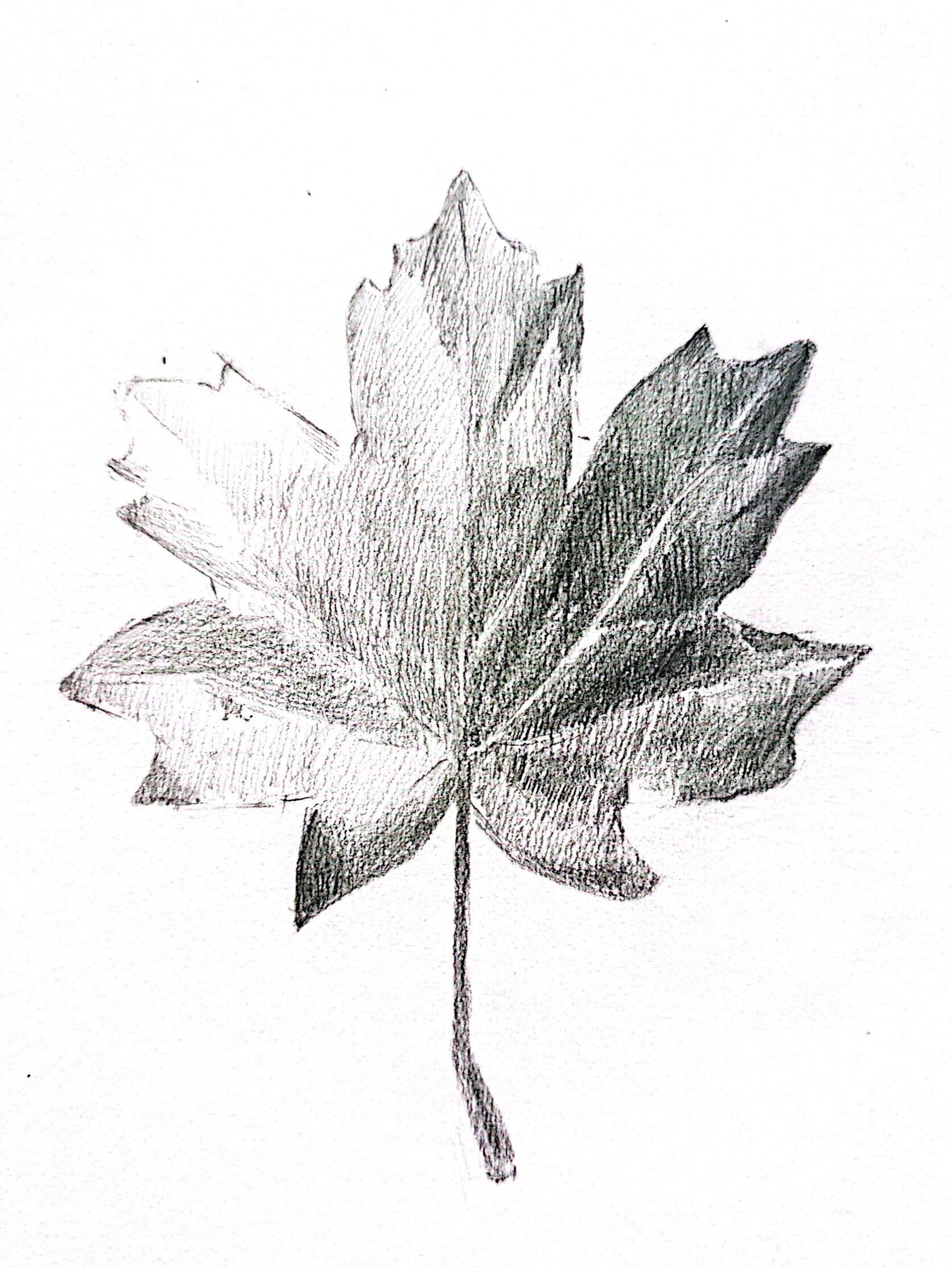 原创素描|🍁秋日枫叶