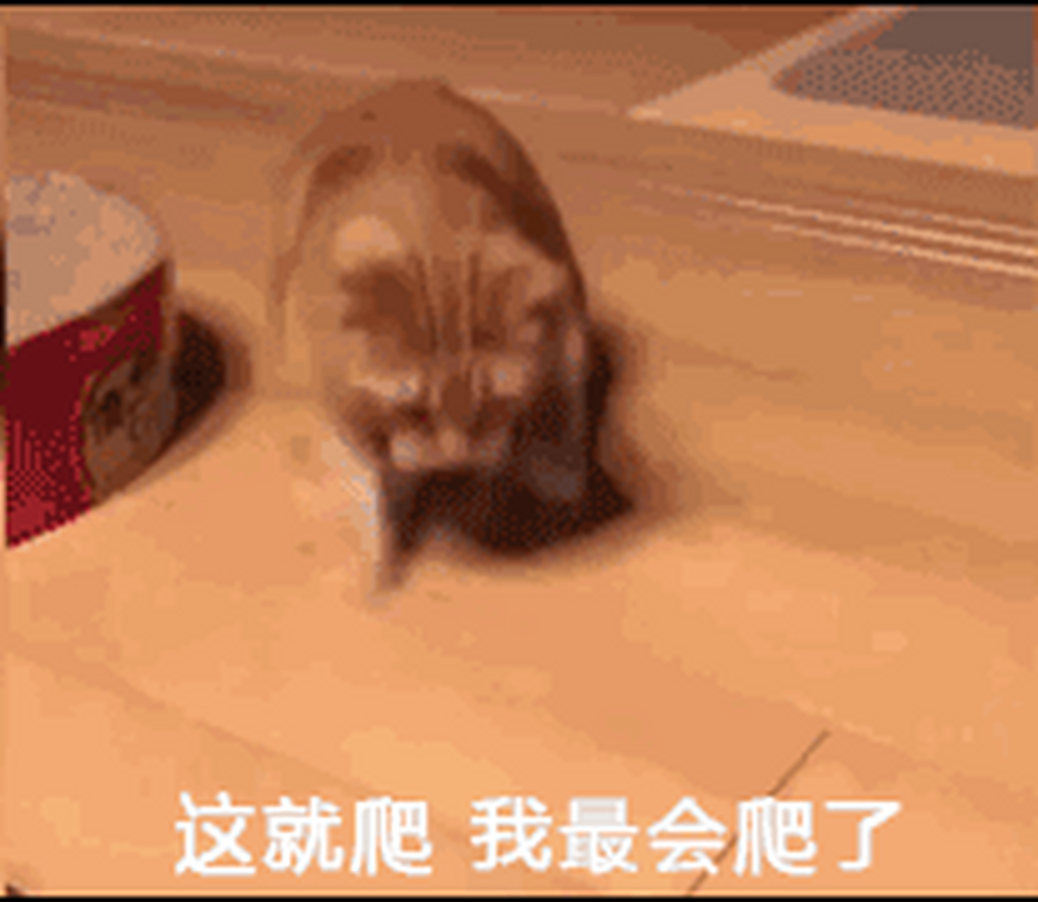 这就爬,我最会爬了 要一起玩耍吗