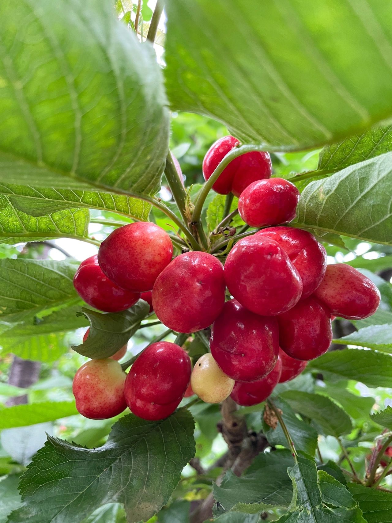 自己家的红灯大樱桃30mm-32mm大果现摘现发 红灯大樱桃已经开始采摘啦