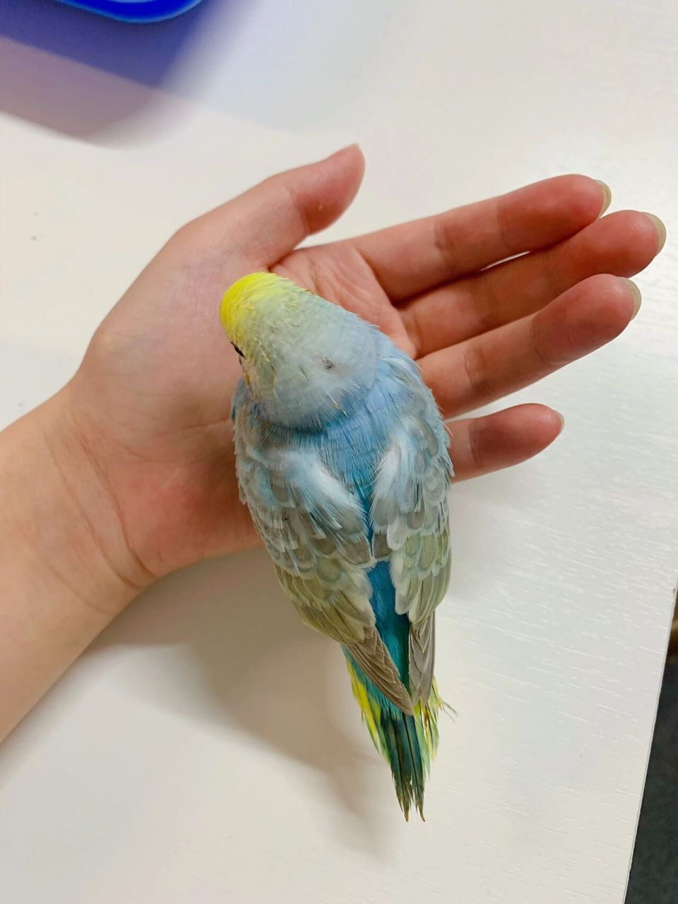 记录小虎皮鹦鹉成长过程和花费 被安利养虎皮鹦鹉好久了,在网上做了