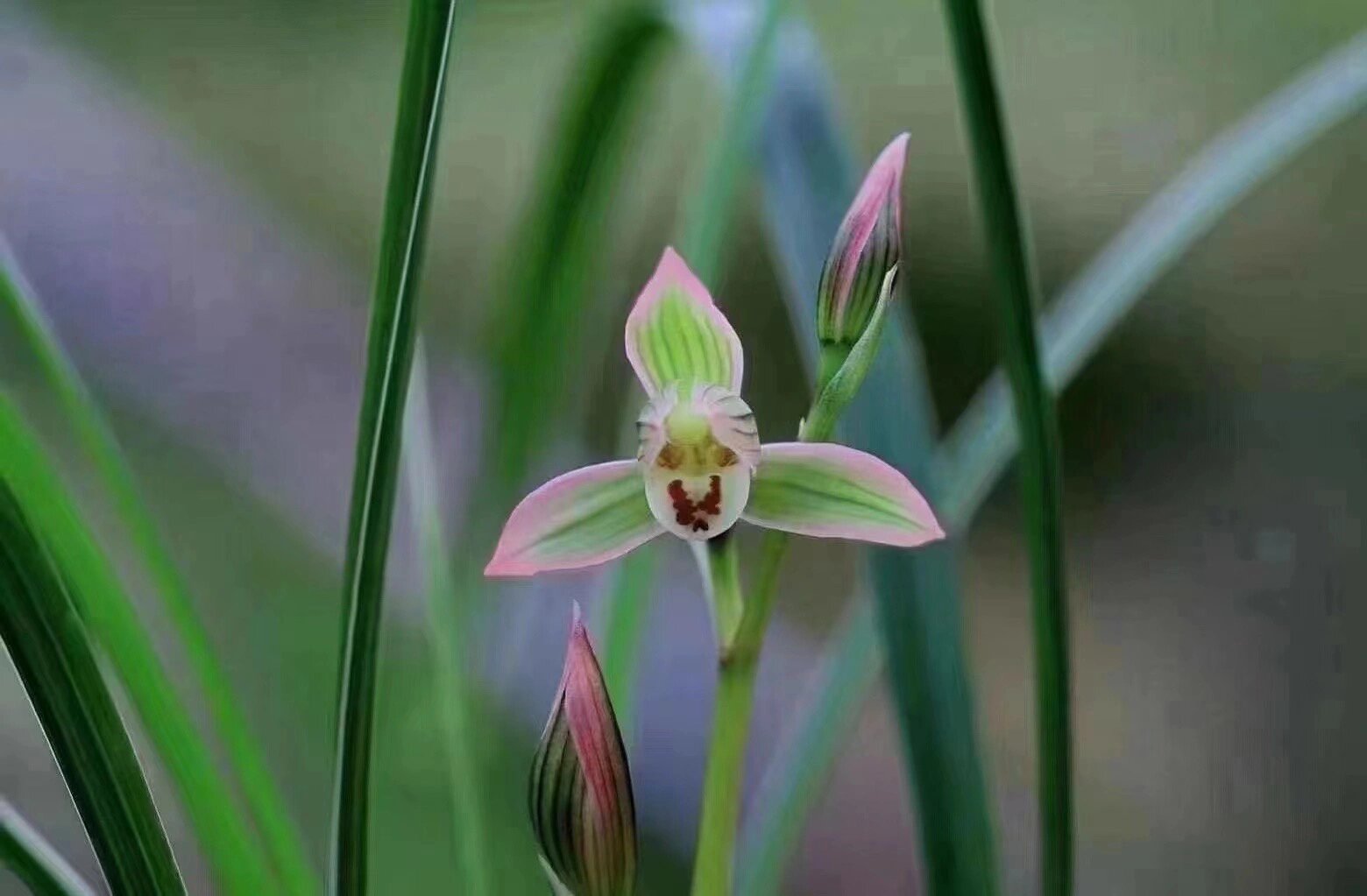 莲瓣兰～翠晶红轮