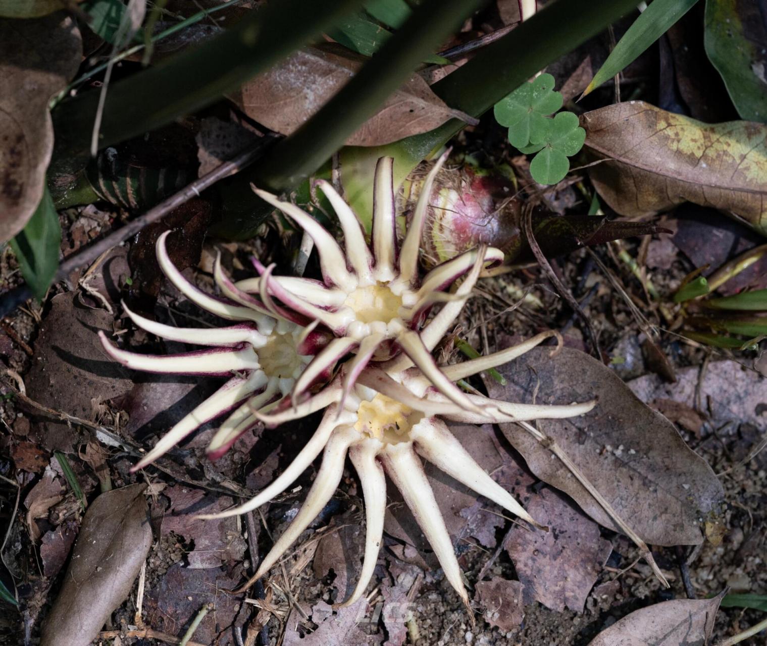 华南植物园春花预告 | 罗甸蜘蛛抱蛋 大概3月份中下旬就可以开花了!