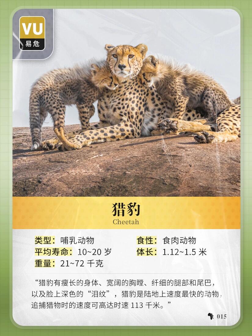 cheetahcub图片