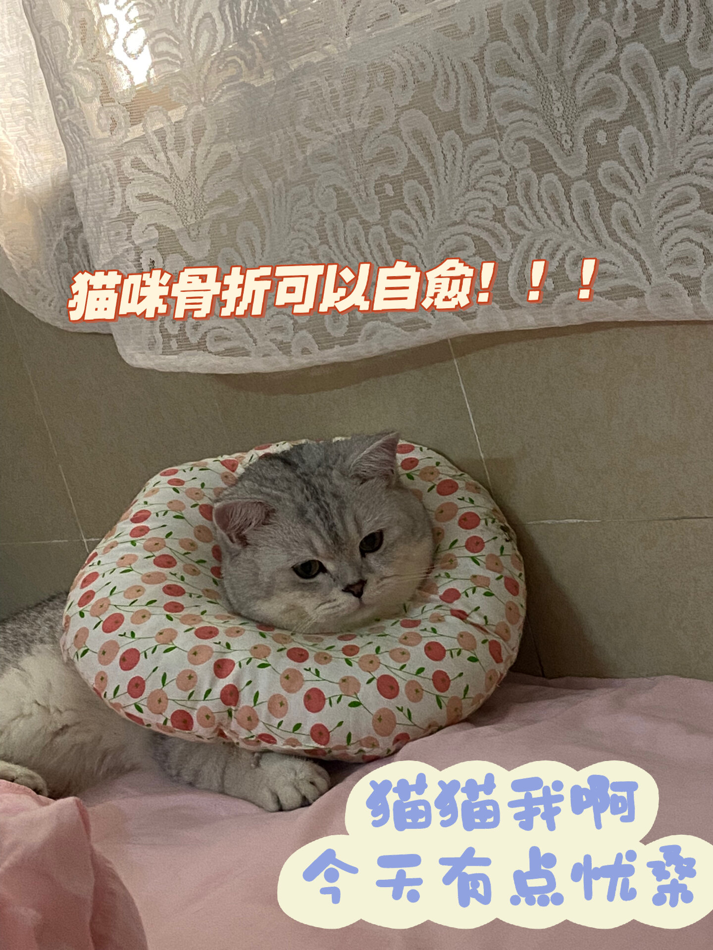 猫咪骨折可以自愈吗?