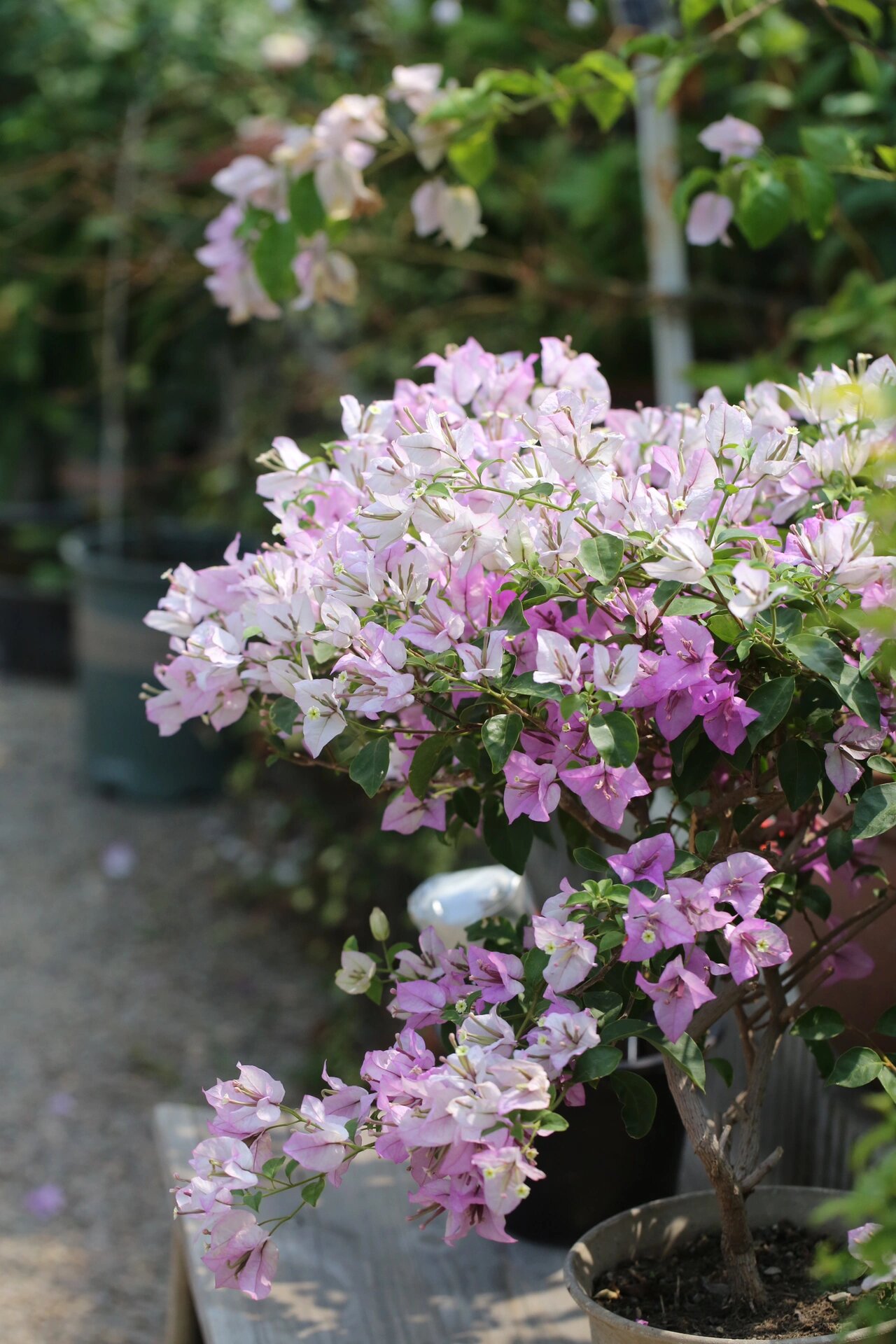 三角梅绿叶雪紫 0269♀15去年雪紫开的时候,正好是搬花园的时候