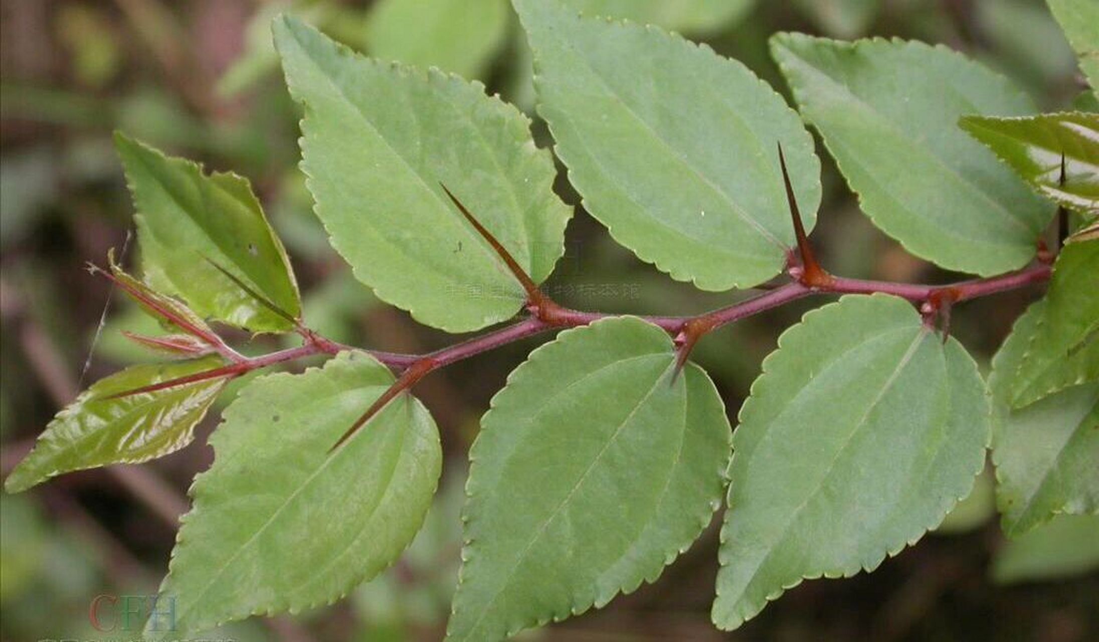 是鼠李科马甲子属植物,灌木,可高达6米;花期5-8月,果期9-10月.