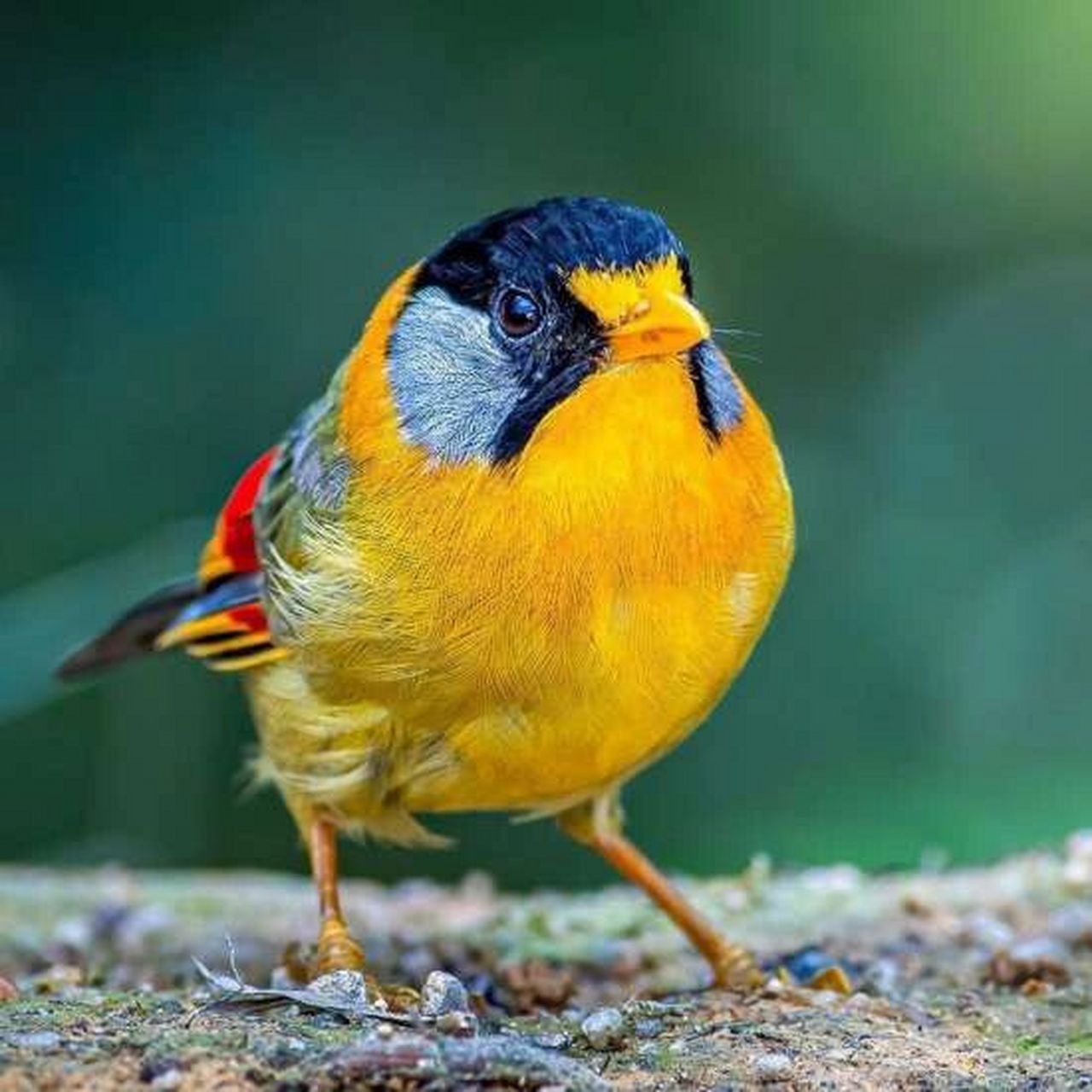 相思鸟图片 思鸟(silver-eared mesia 学名:leiothrix)别名红嘴玉,红