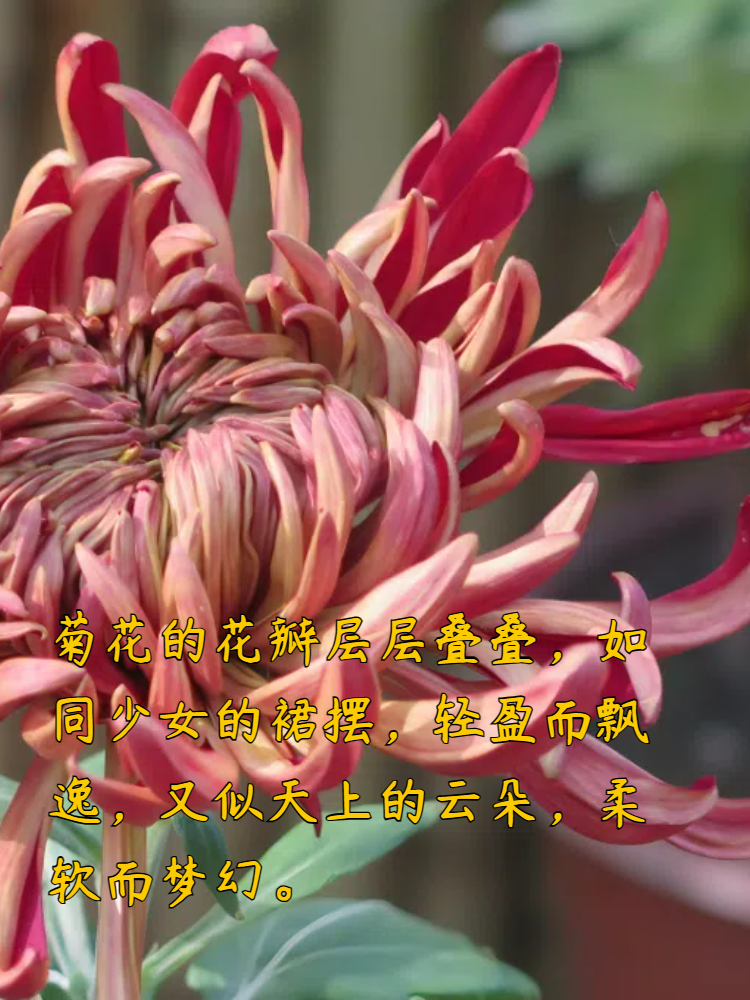 亲爱的小伙伴们,今天我要和大家一起探讨一下秋天的代表花朵——菊花!