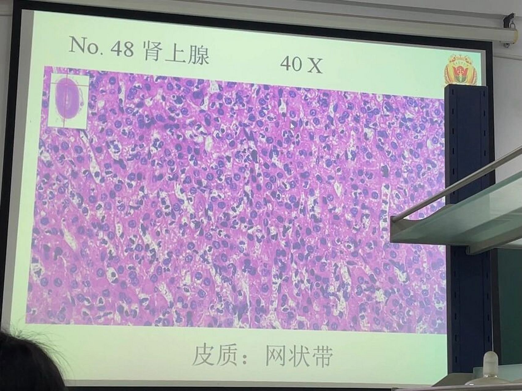 组胚绘图8-肾上腺皮质