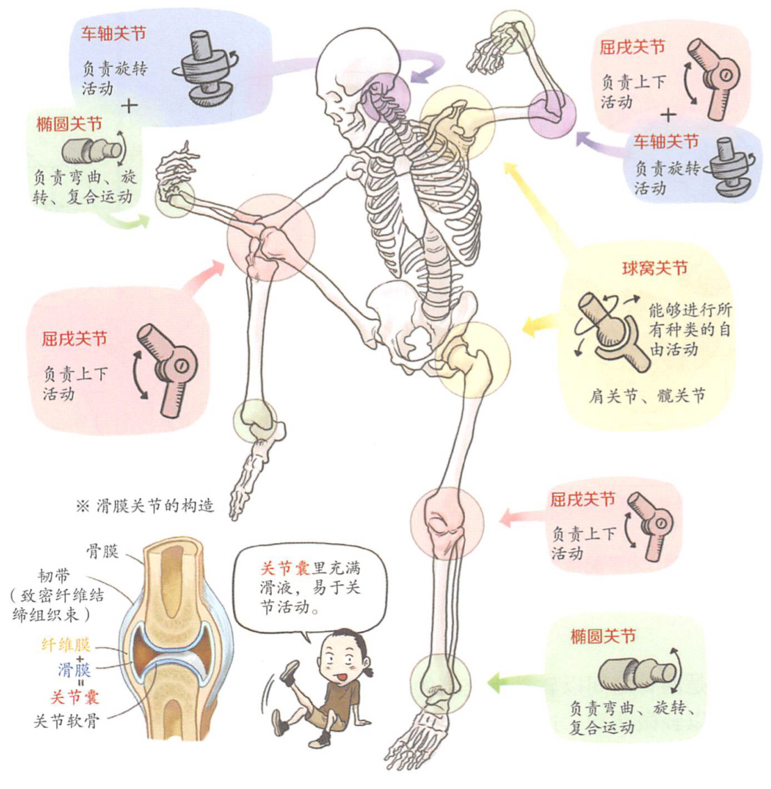 鞍状关节图片