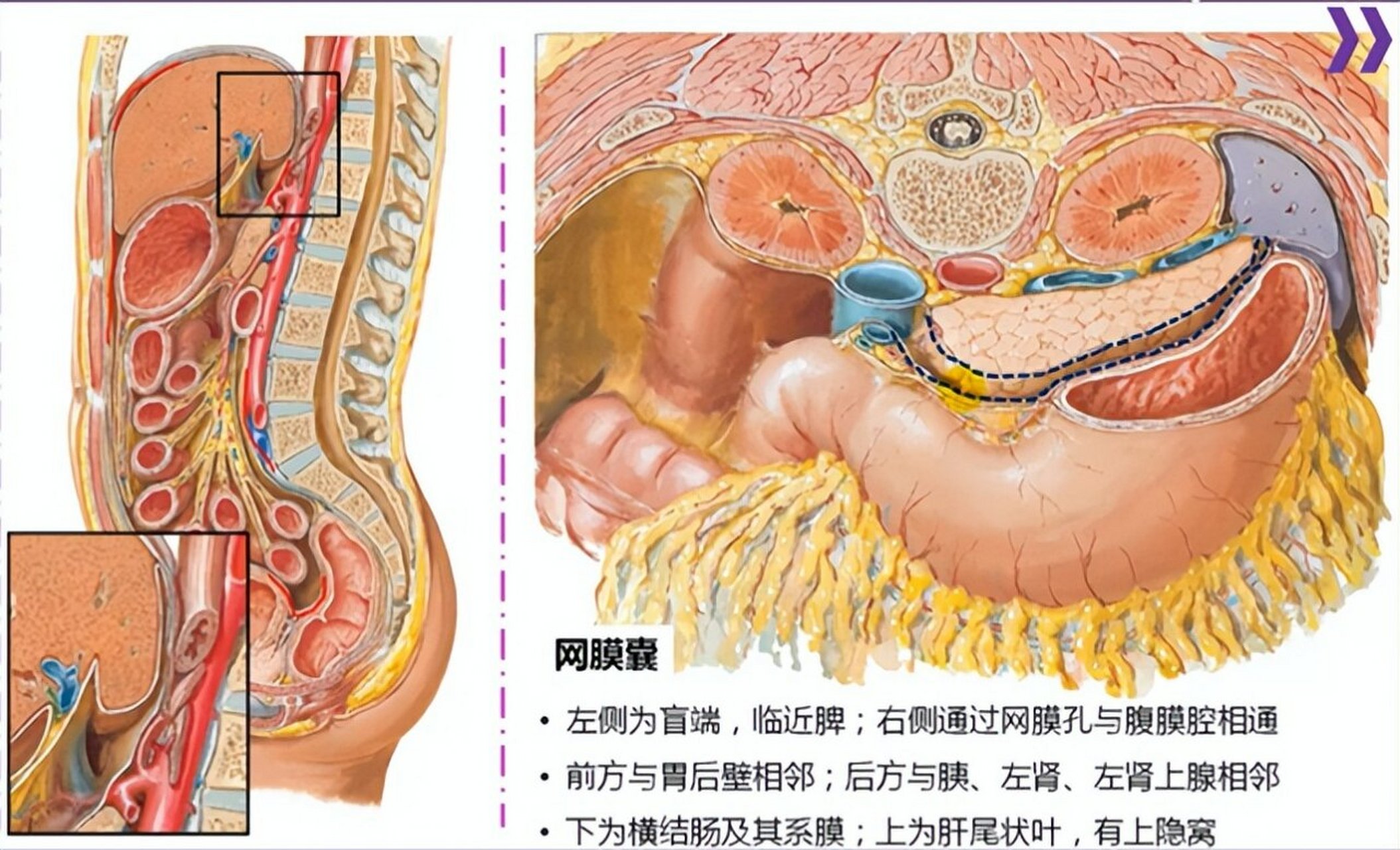 硬膜和蛛网膜的解剖图图片