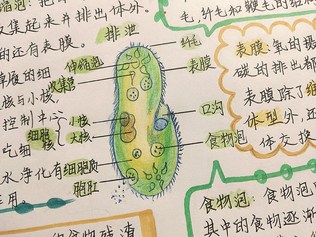 草履虫的结构图绘画图片