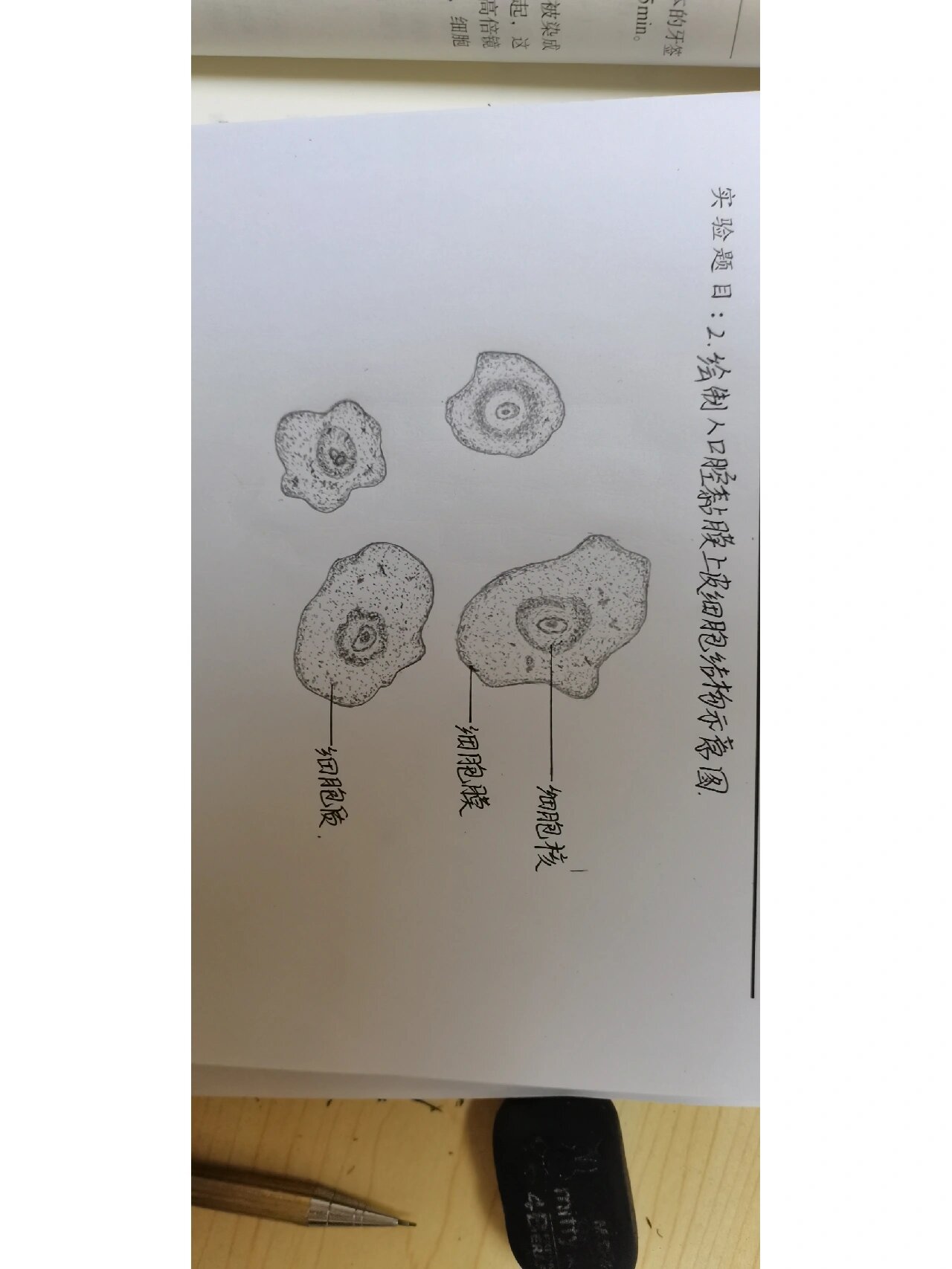 人体口腔黏膜上皮细胞结构示意图